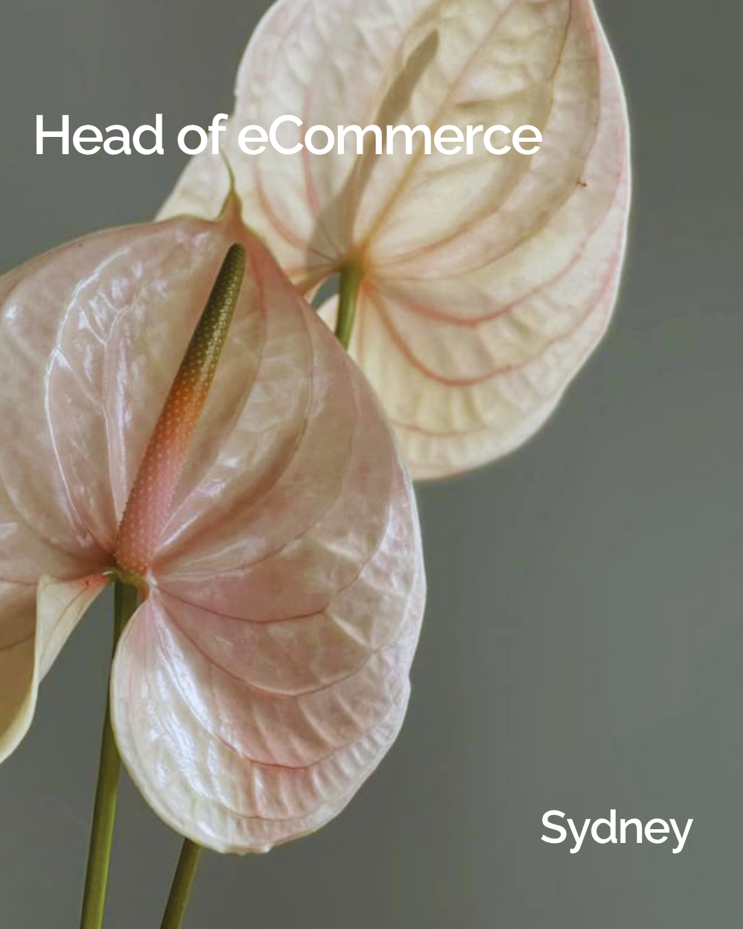Head of eCommerce &amp; Online Projects - Maternity Cover