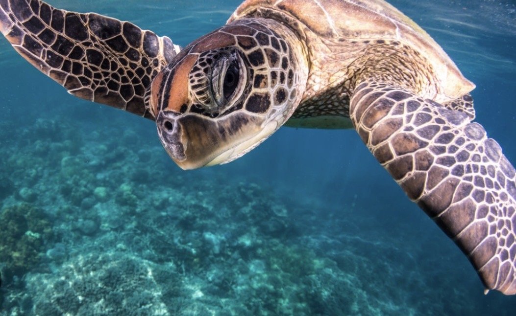 Turtle Medicine: Coming Home to Yourself Through the Ancient Wisdom of the Sea Turtle