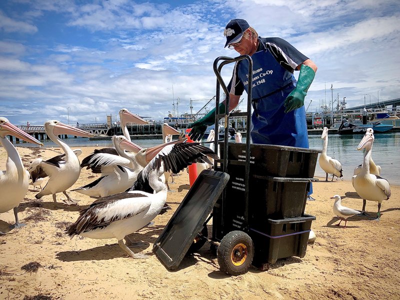 Daily feeding of the local pelicans at San Remo Pier