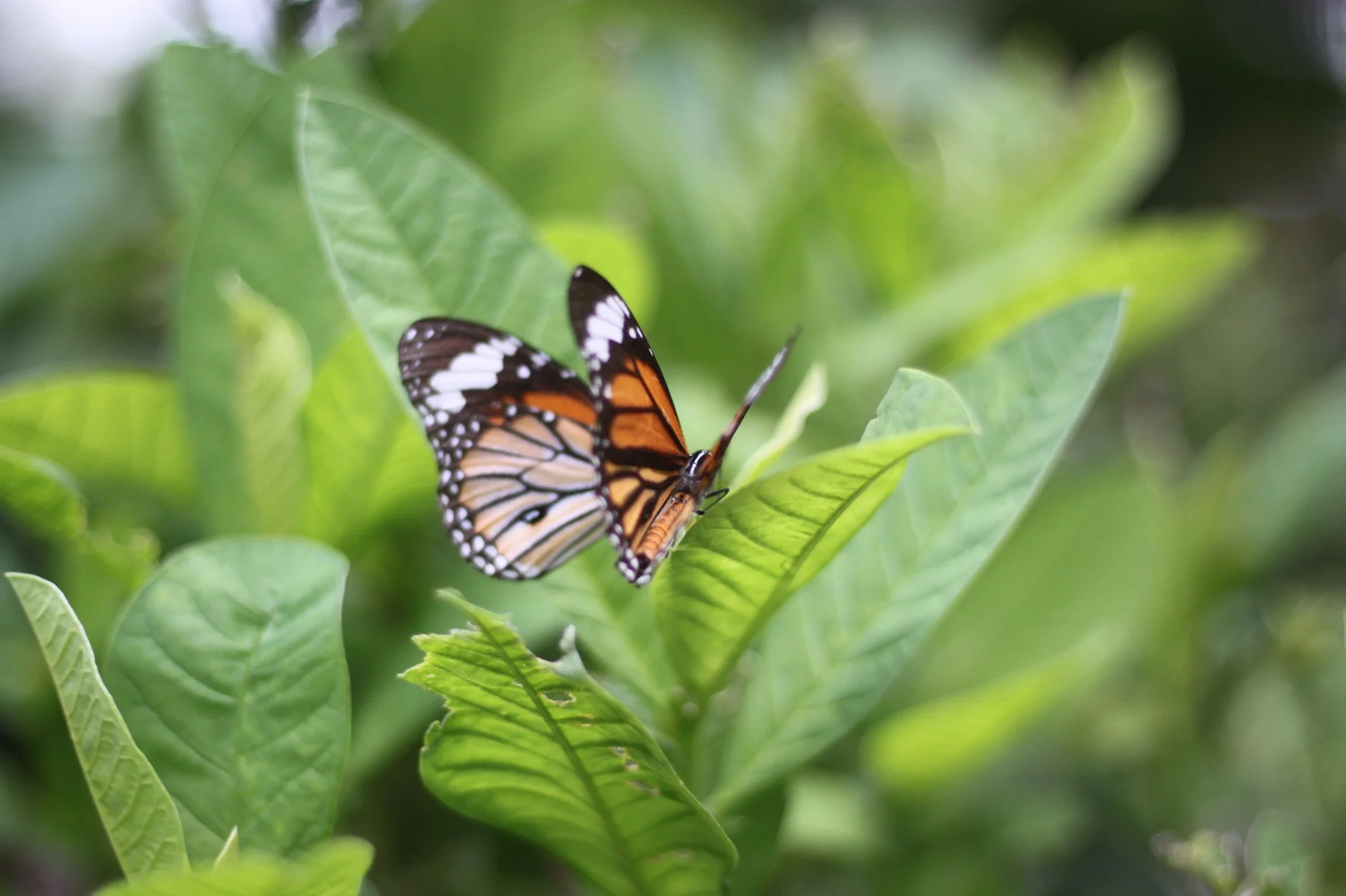 Personalised Meditation