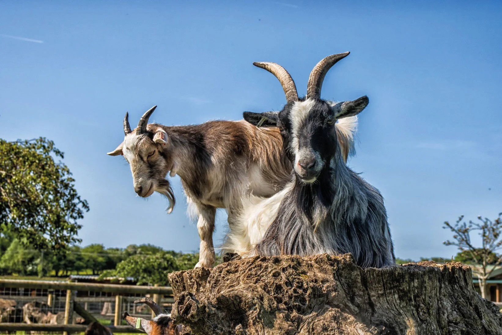The Small Breeds Farm 35th Anniversary