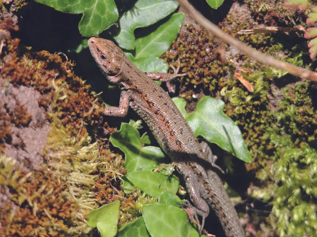 April Lizard Wild in April — Cariads Local – We publish Wye Local, Local Beacon and ...