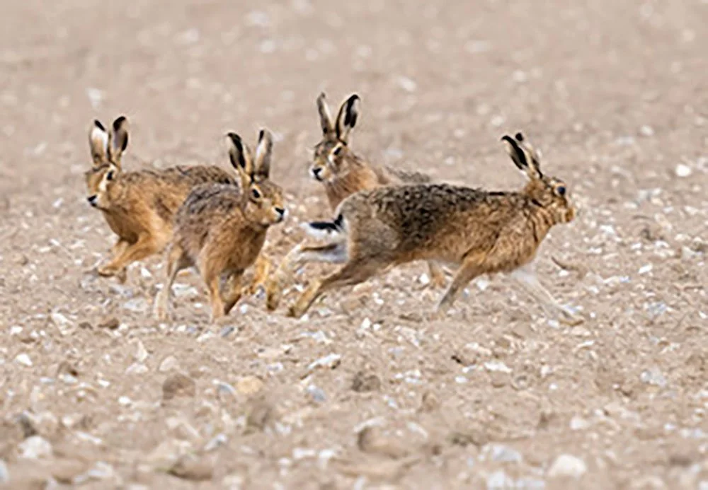 Public Go Mad for March Hares