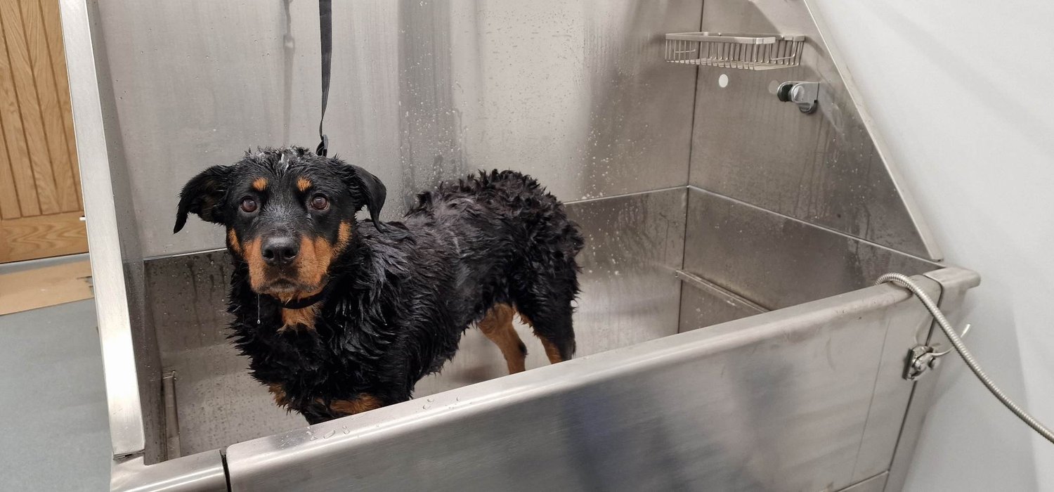 HOPEWELL DOG GROOMING — Hopewell Dog Park