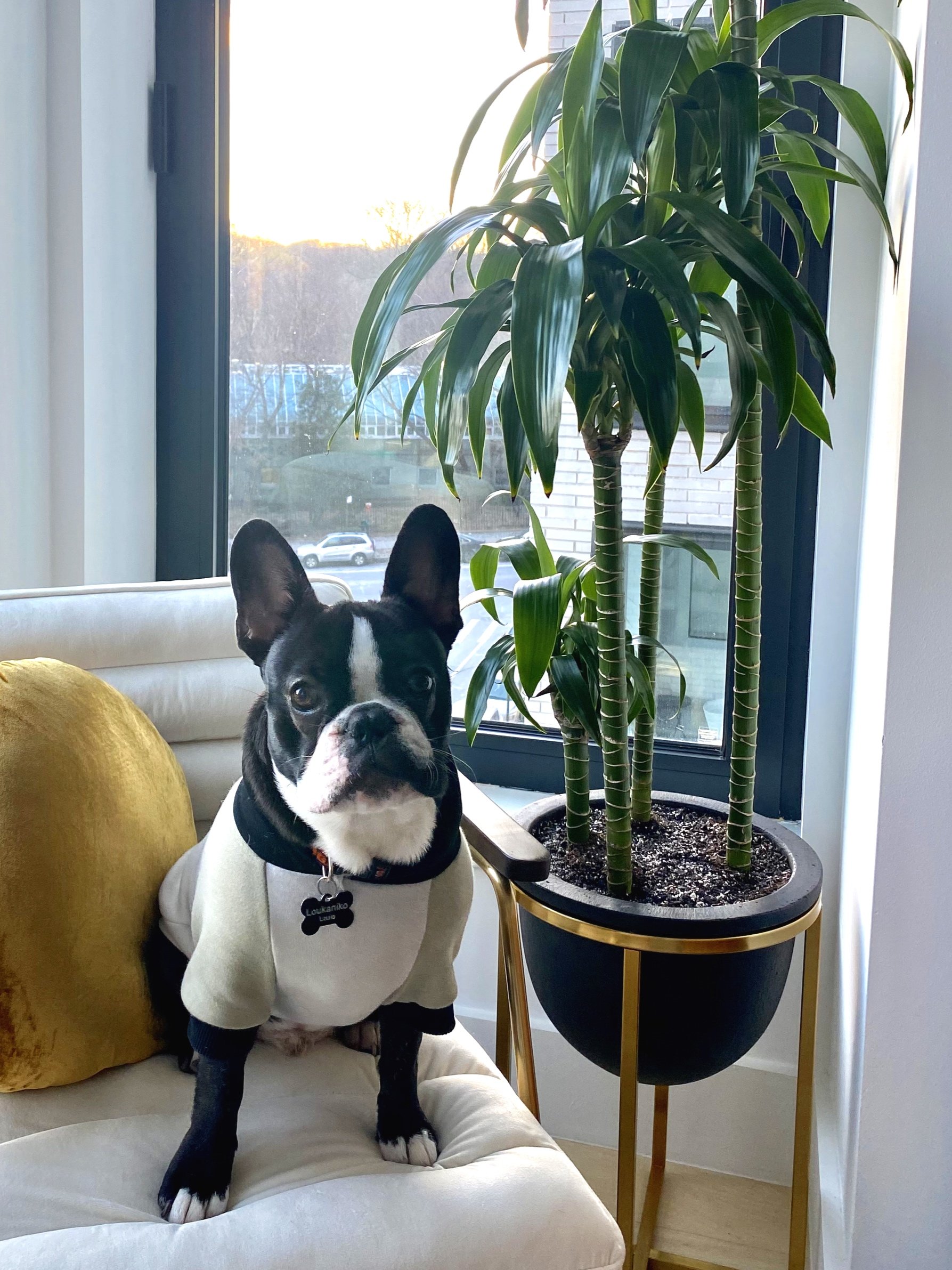 Louie