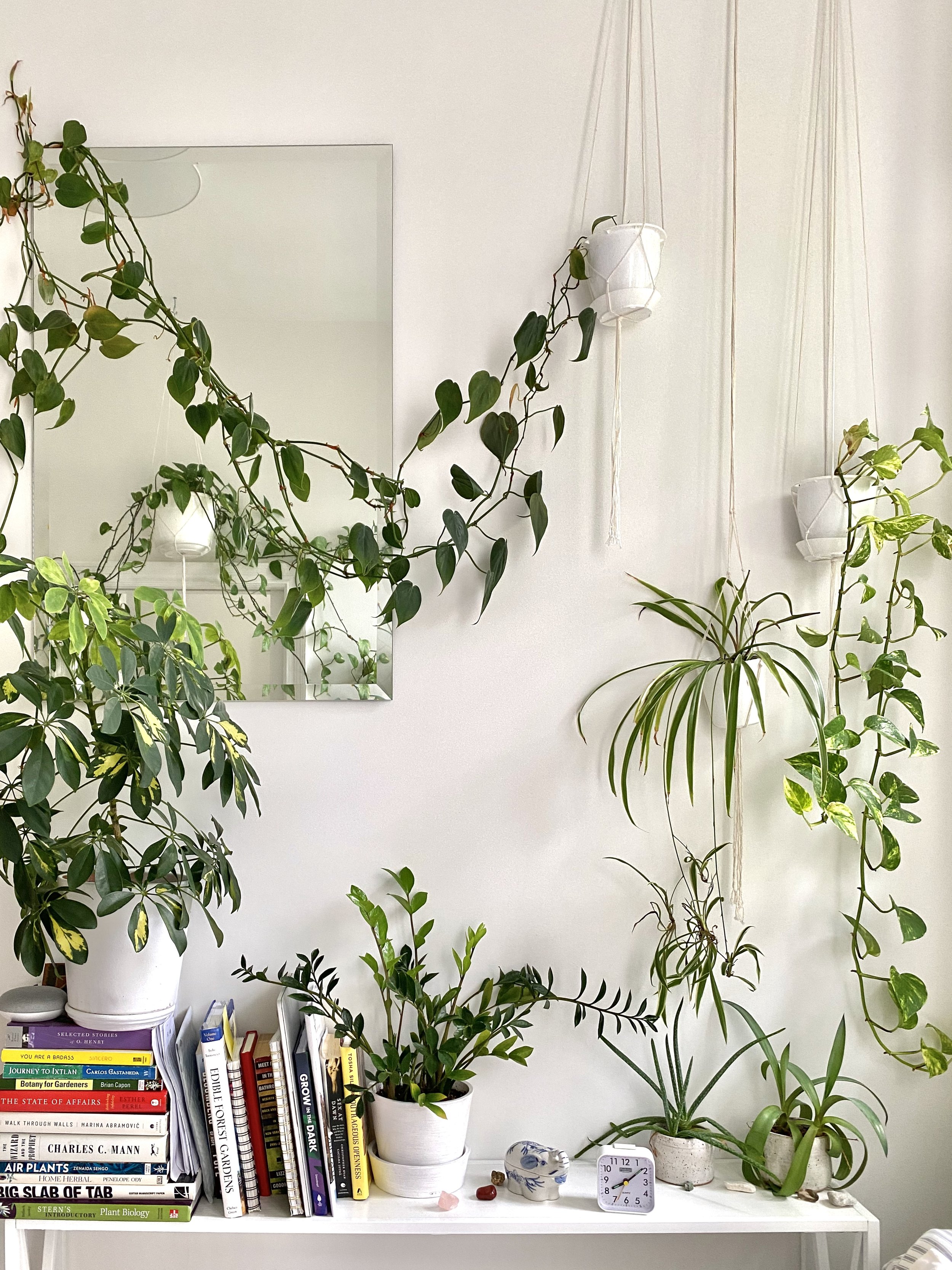 Plant Wall