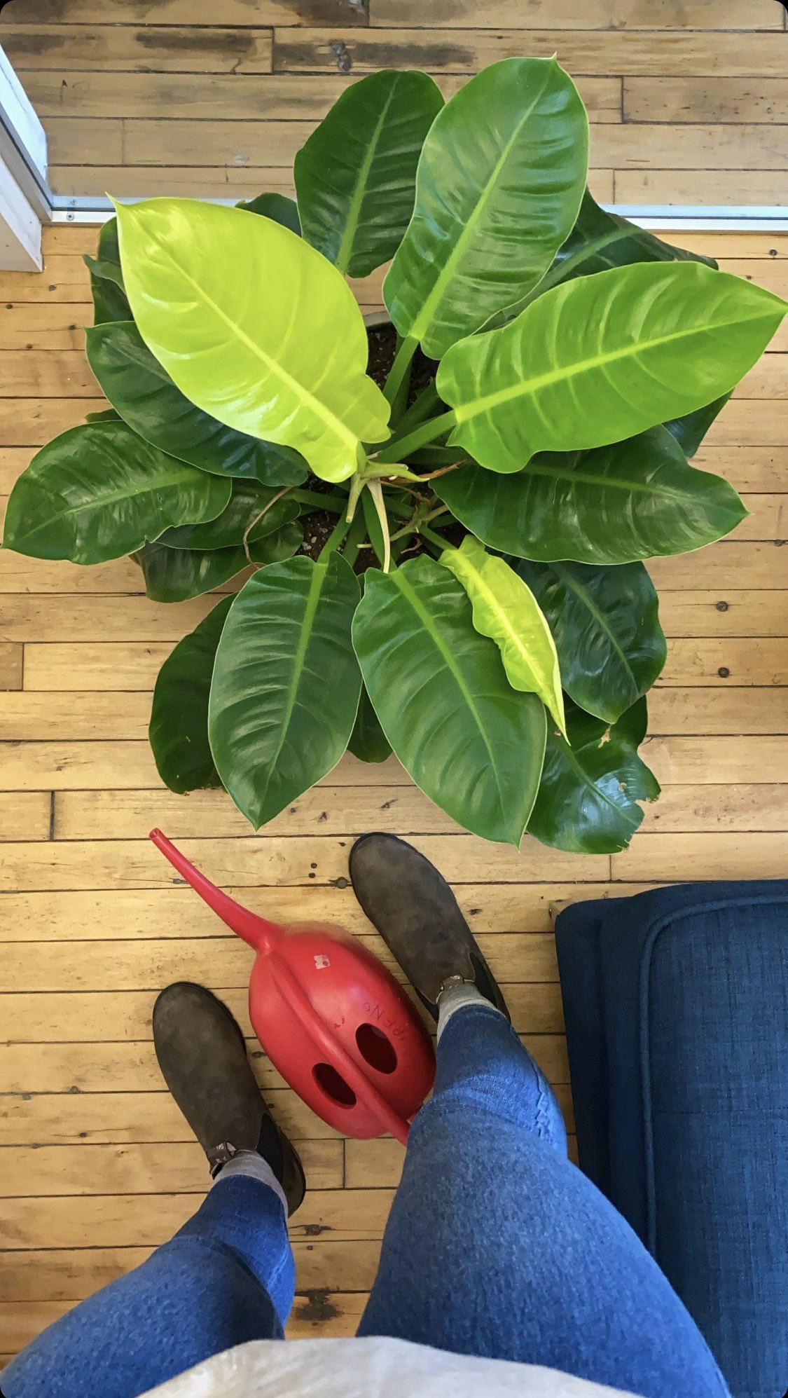 Philodendron Moonlight