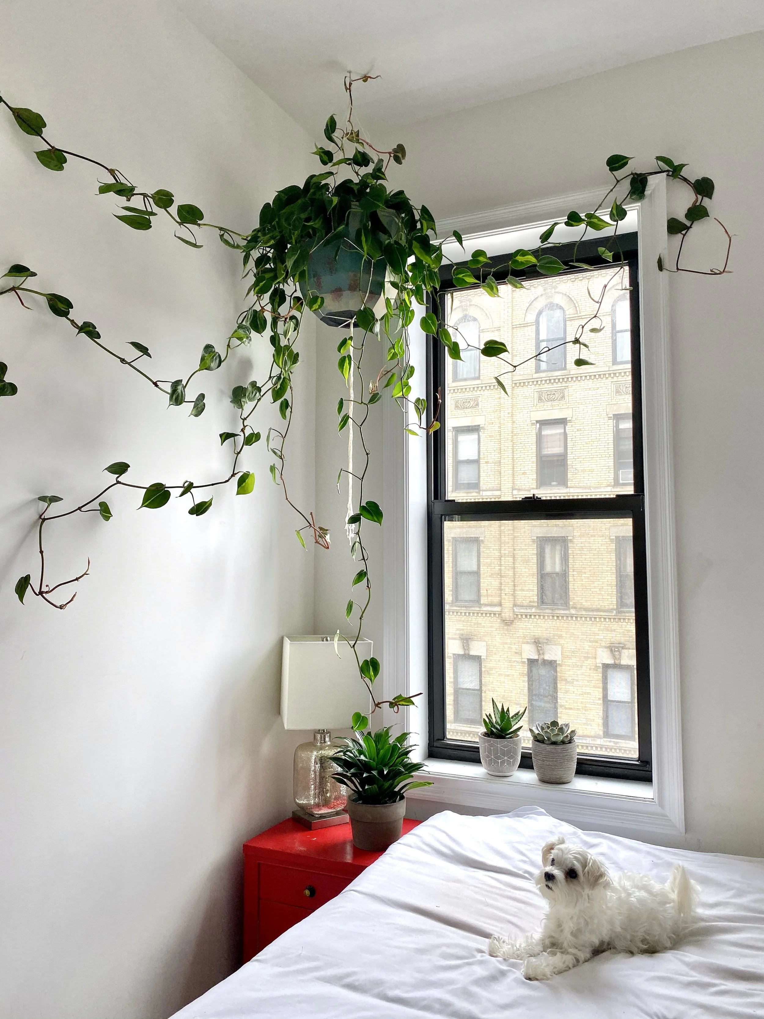 Hanging Philo