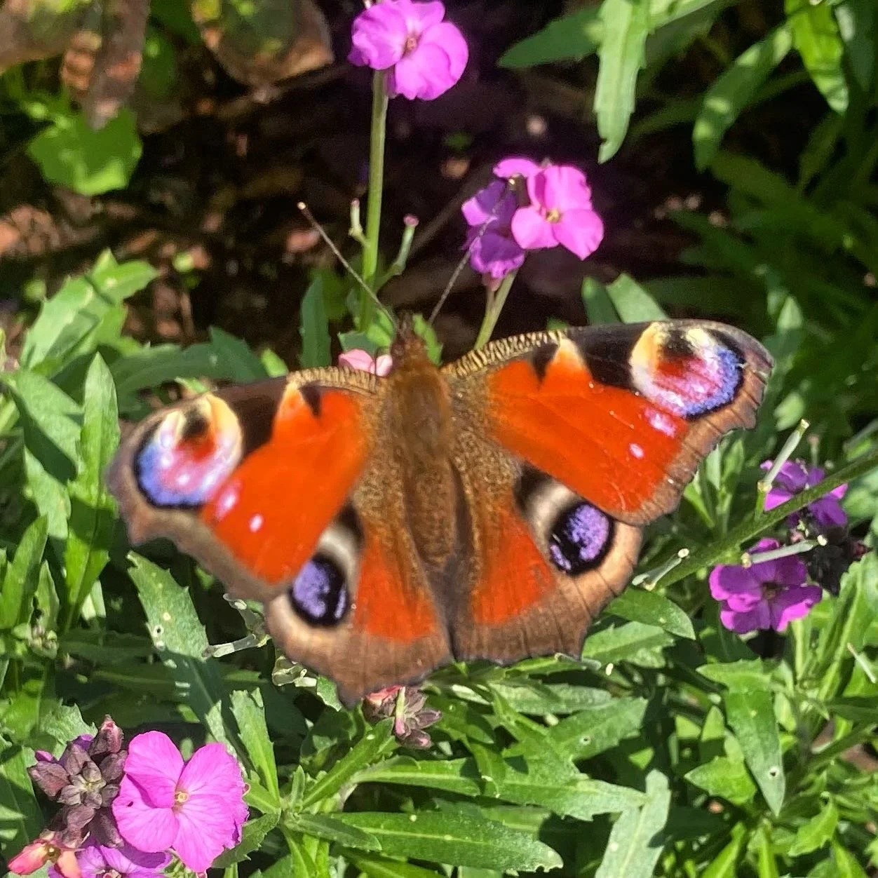 When even the butterflies coordinate with your planting scheme 💕 🦋 🌸 #gardendesign #cotswoldgardenstudio #plantingscheme #colourwheel #butterfly #erysimum #peacockbutterfly