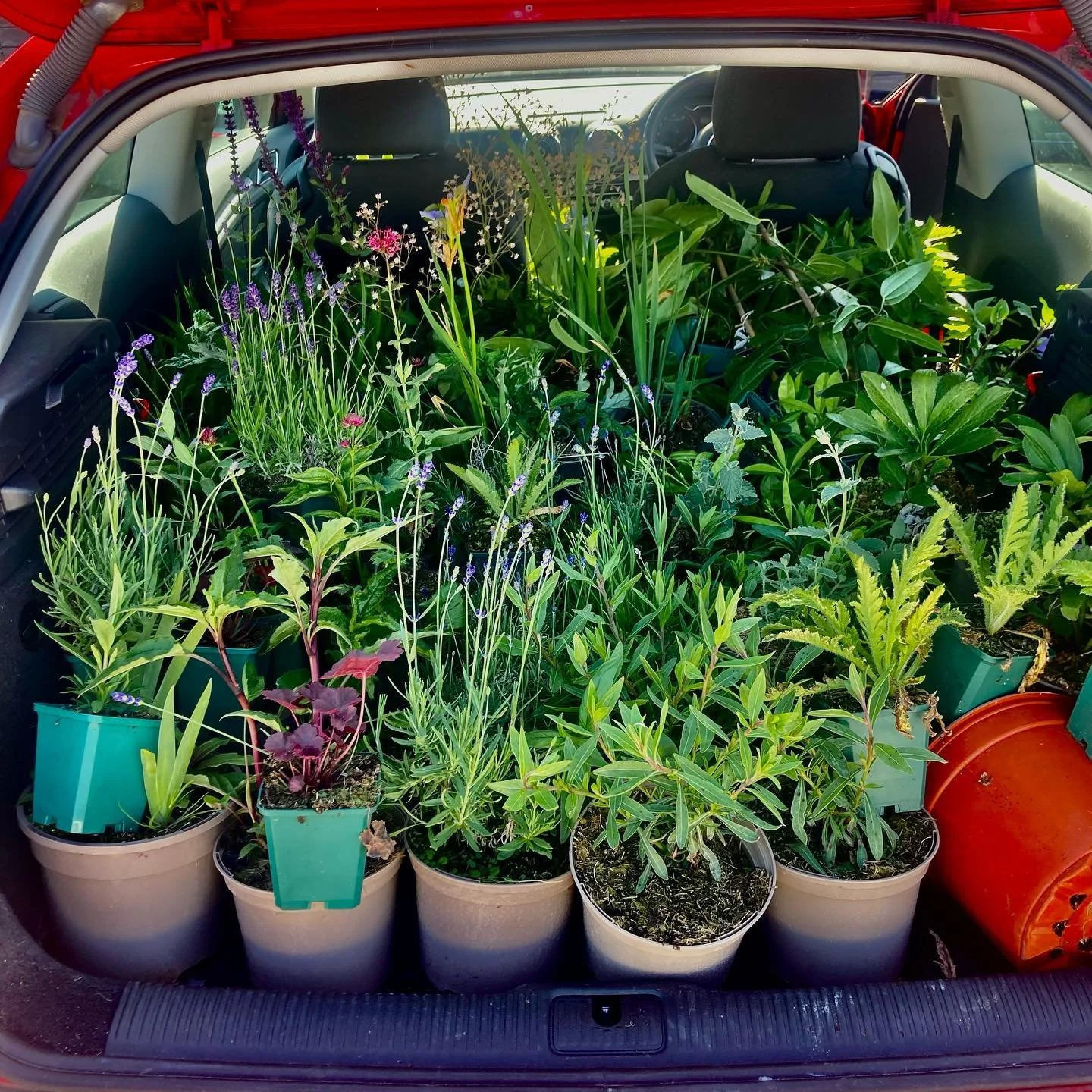 Never has my little Audi looked so beautiful #westkingtonnurseries #plantdelivery #gardendesign #cotswoldgardenstudio