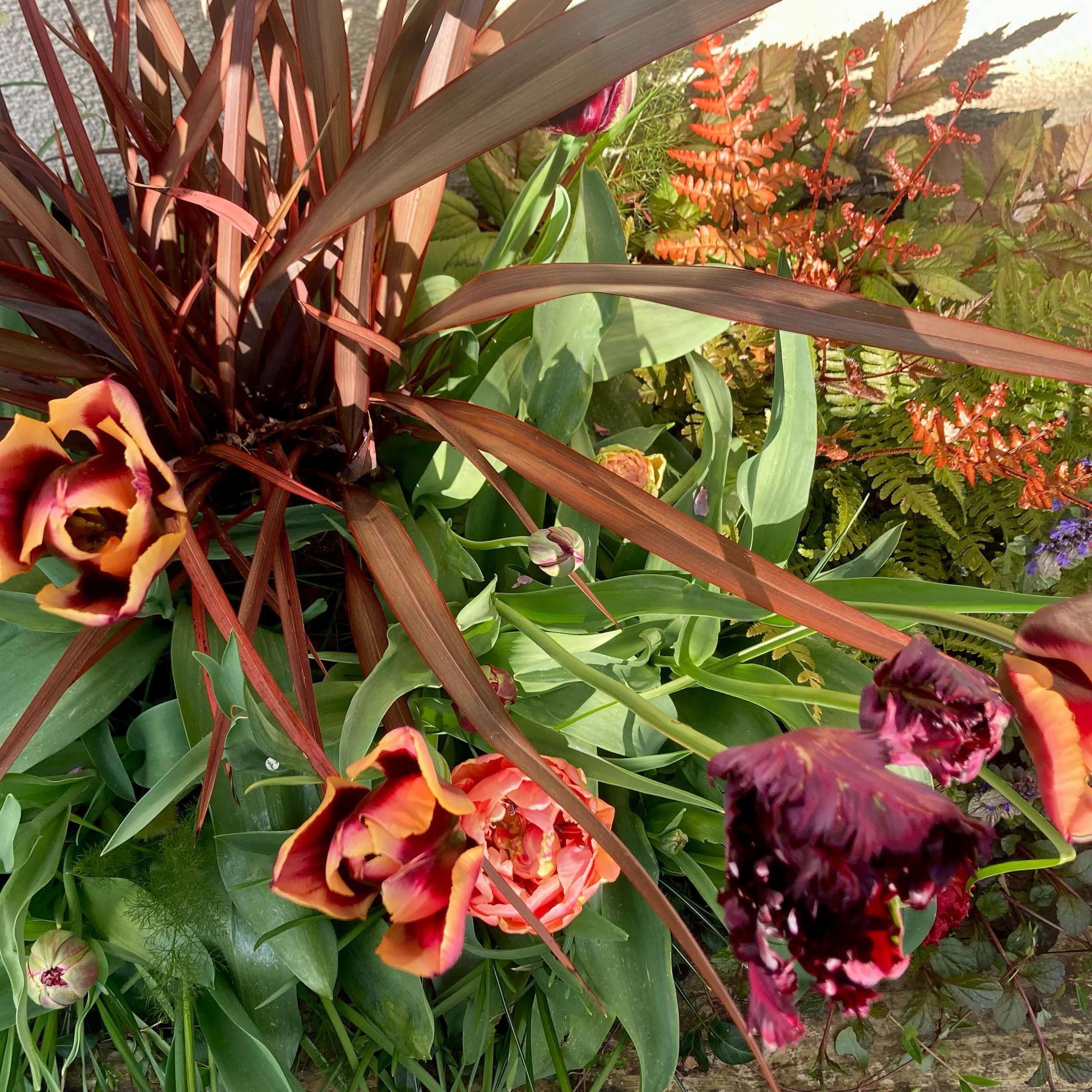 I&rsquo;ve so enjoyed planting this container and watching it flourish - tiny gardens can be beautiful😍 #containerplanting #dicentra #fern #tulips #cotswoldgardenstudio #gardendesign