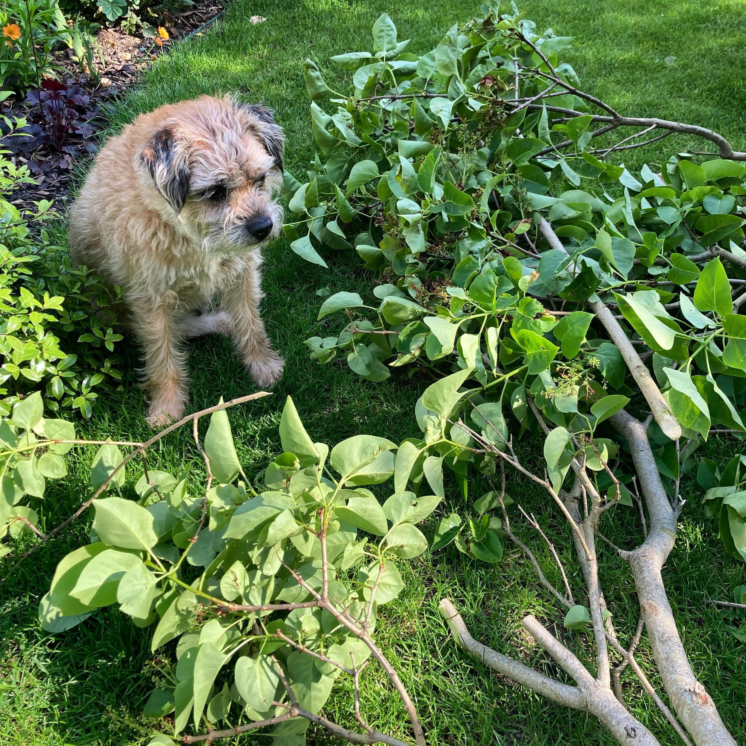 This pruning malarkey is a bit perplexing #cotswoldgardenstudio #gardendesign #pruning #borderterrier #dogsofinstagram