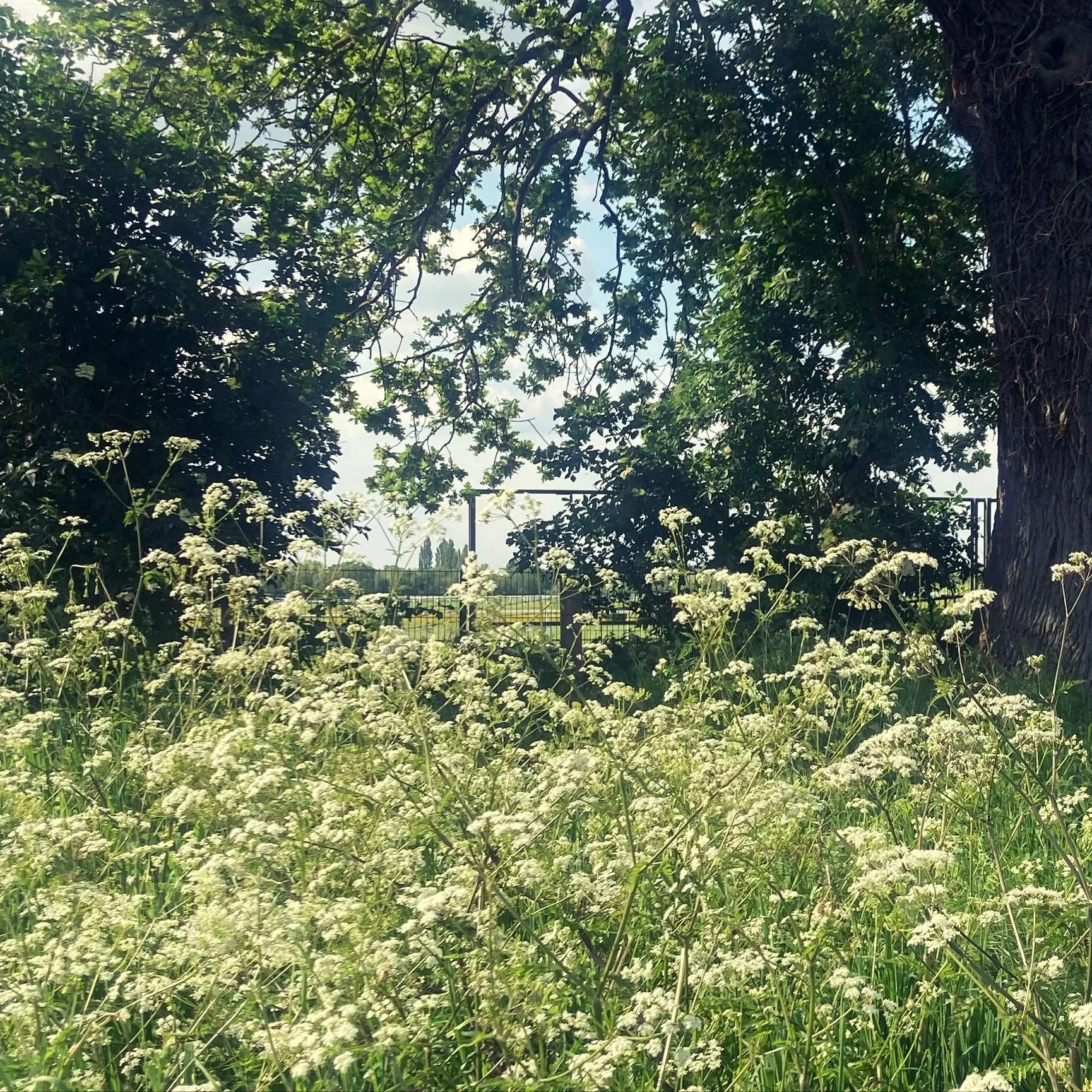 Sometimes the best inspiration is all around us #cotswoldgardenstudio #gardendesign #natureinspired