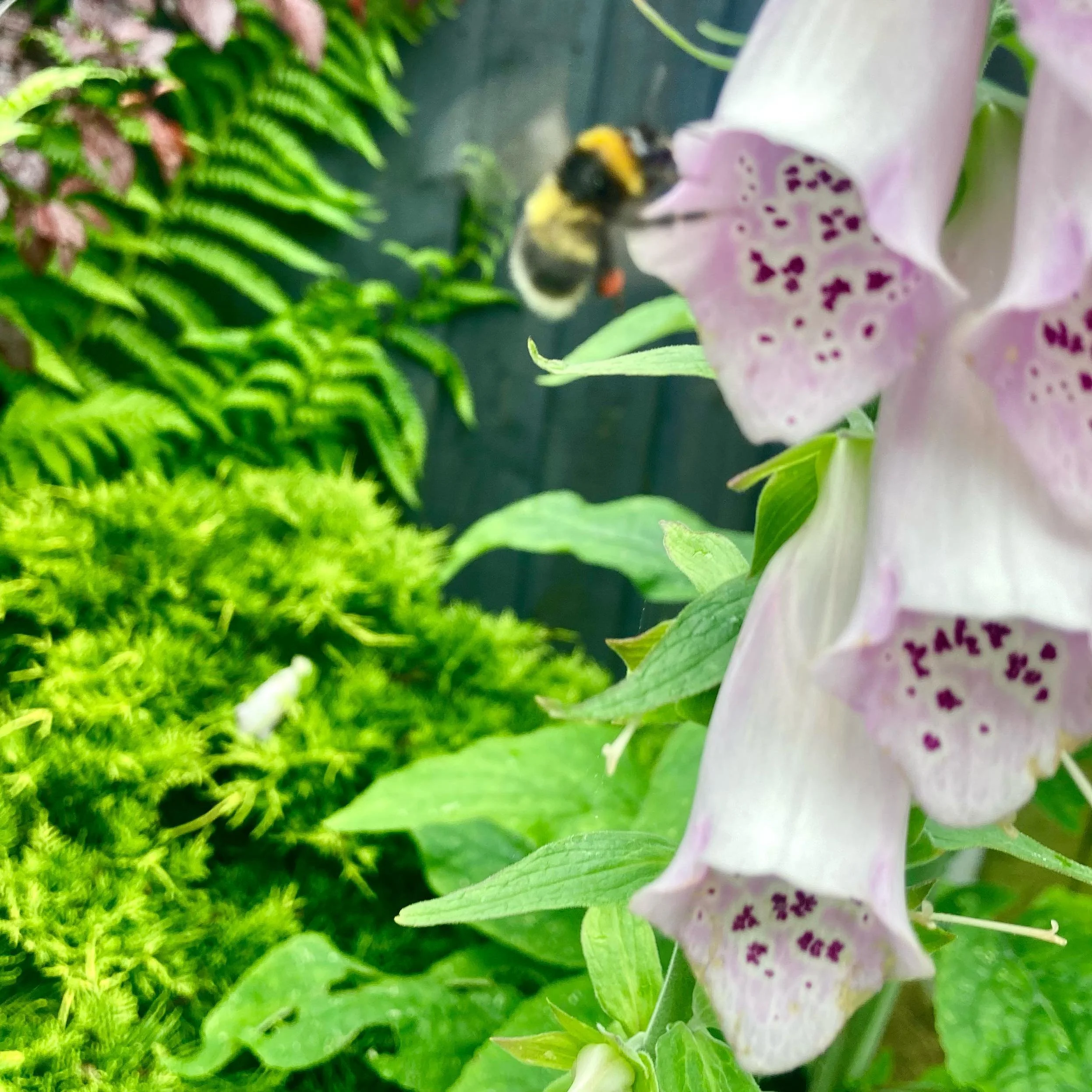 Ahhh, it&rsquo;s the little things&hellip;.. #bee #foxglove #digitalis #gardendesign #wildflowers #cotswoldgardenstudio