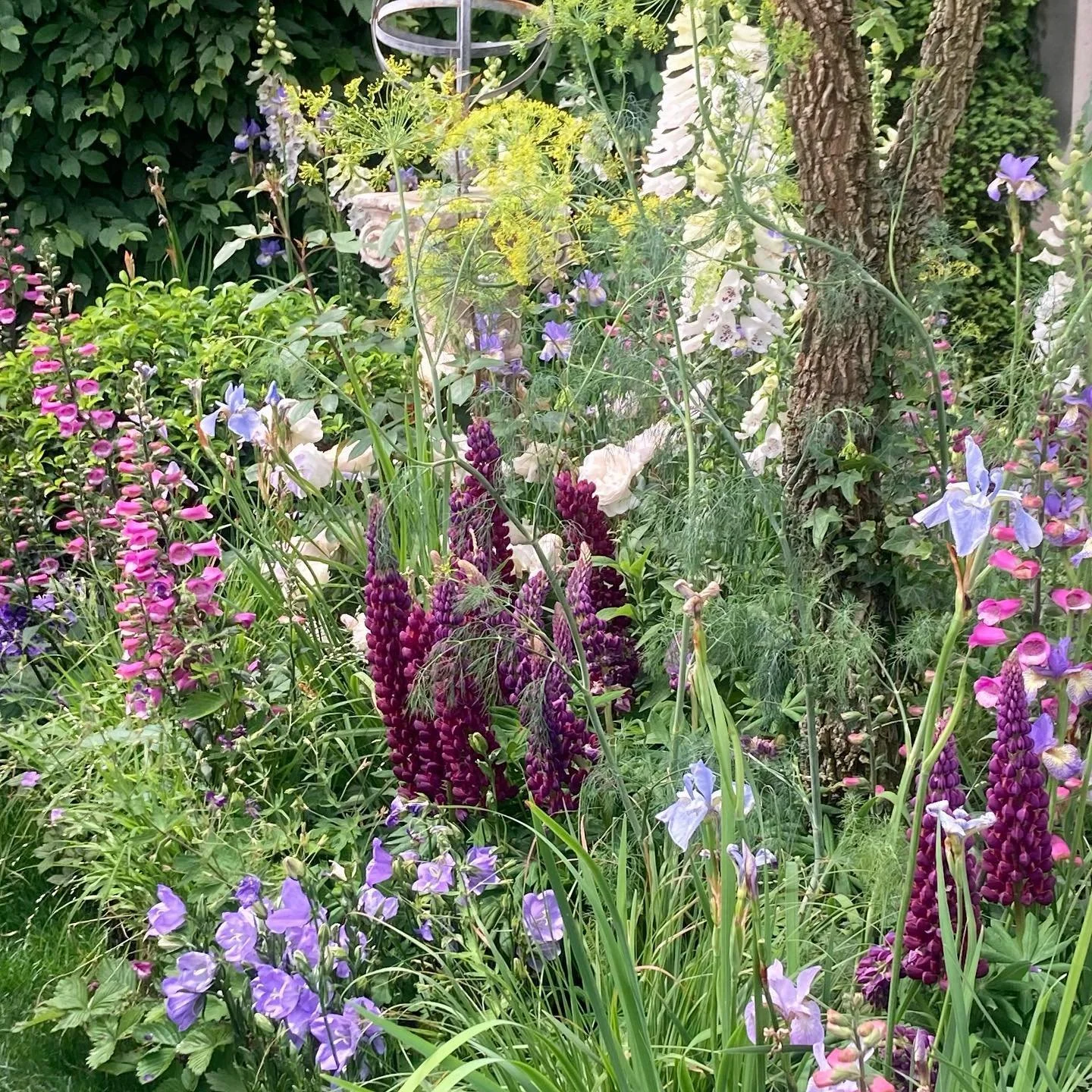 Chelsea 2024 obsessions #1: The colours #rhschelseaflowershow2024 #gardendesign #tommassey #tomstuartsmithstudio #theboodlesgarden #wateraidgarden #nationalgardenschemegarden #cotswoldgardenstudio