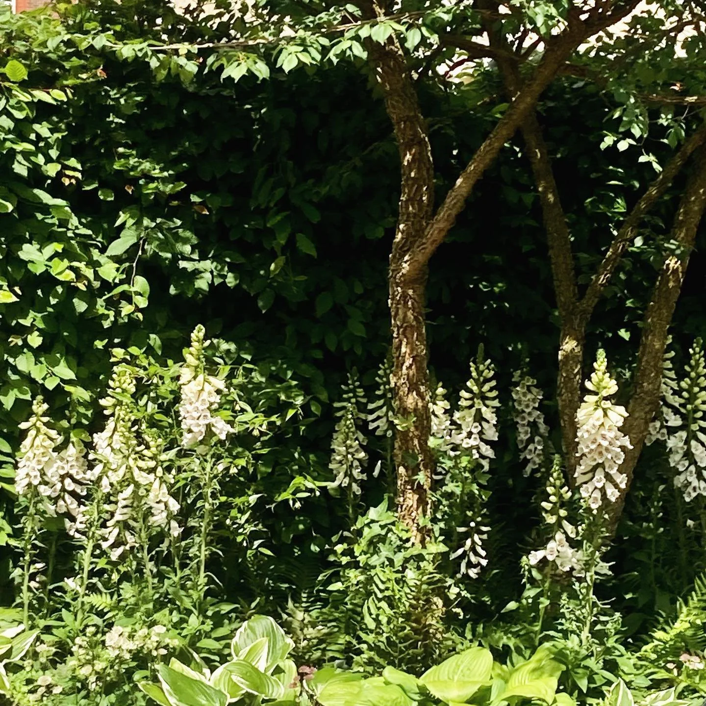 Chelsea 2024 obsessions #2: The woodland scenes #rhschelsea #underplanting #woodland #multistem #gardendesign #cotswoldgardenstudio