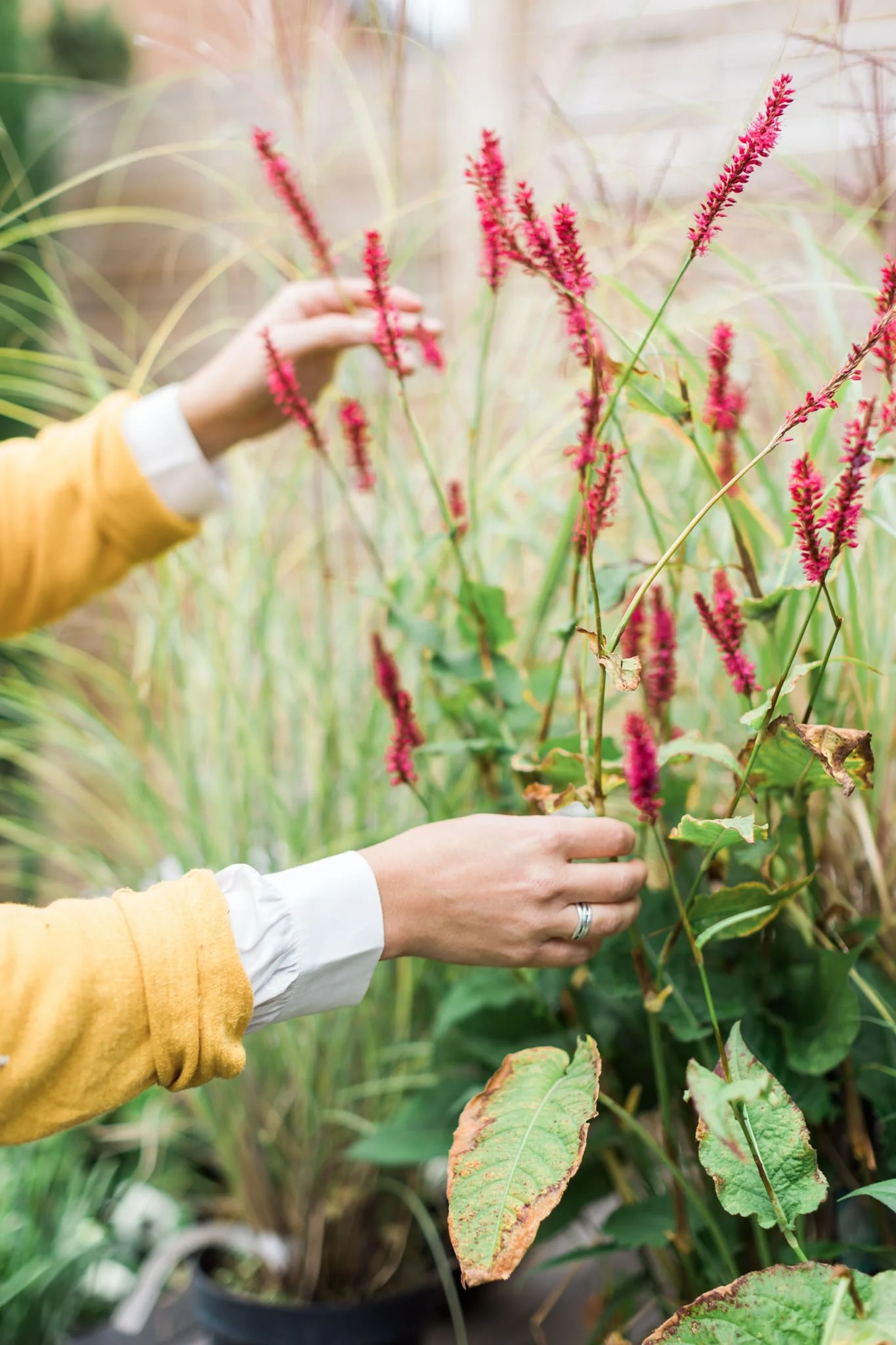 Setting out plants according to the design