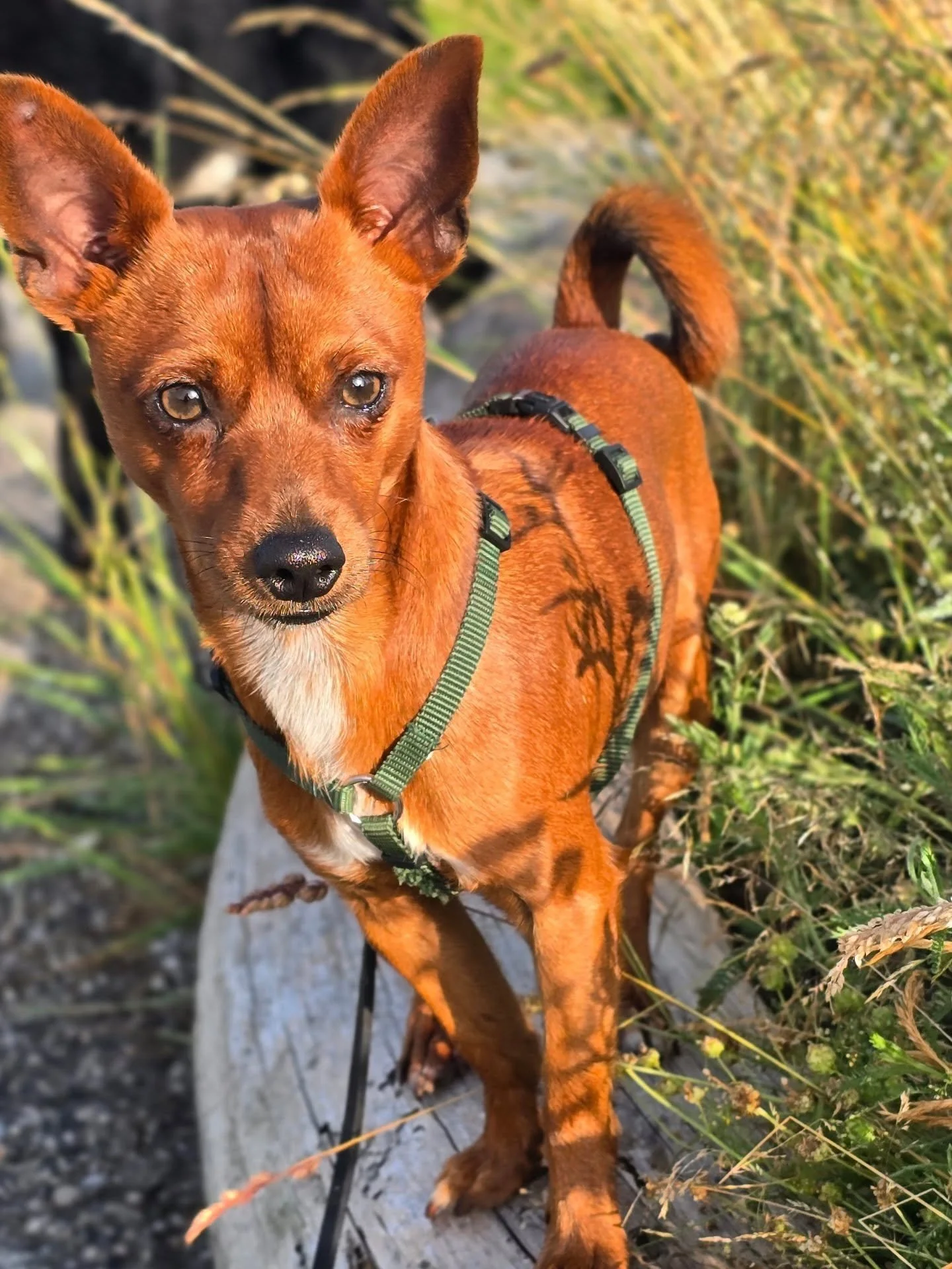 Alles gute zum 1. Geburtstag Toto 🎉🥳🎂
Man hat dich in Ibiza gefunden und direkt gerettet (aifm letzten Bild)
Du durftest direkt zu uns ins kalte Bayern kommen im Dezember 24. 
Aber du fandest es nicht soo schlimm, da ich dich gleich in viele M&aum