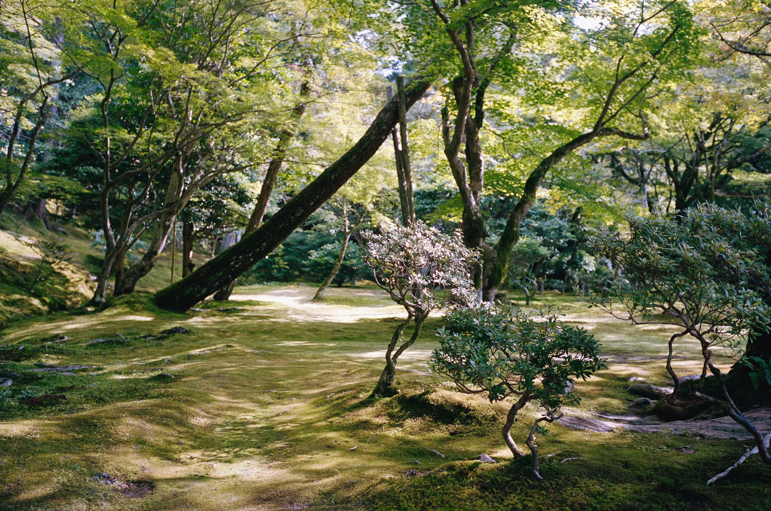 BenSchmida35mm3.jpg