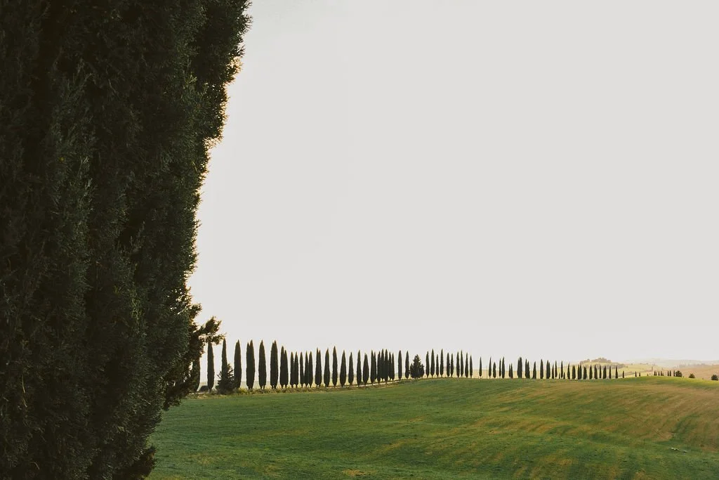 Tuscan Cypress trees