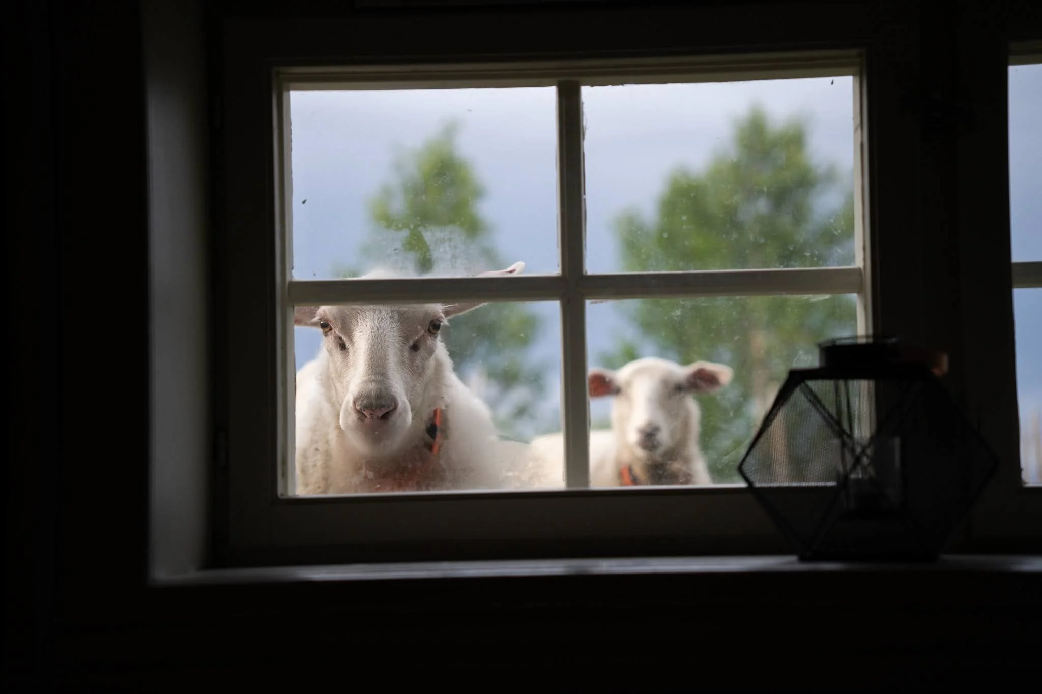 Curious sheep Norway
