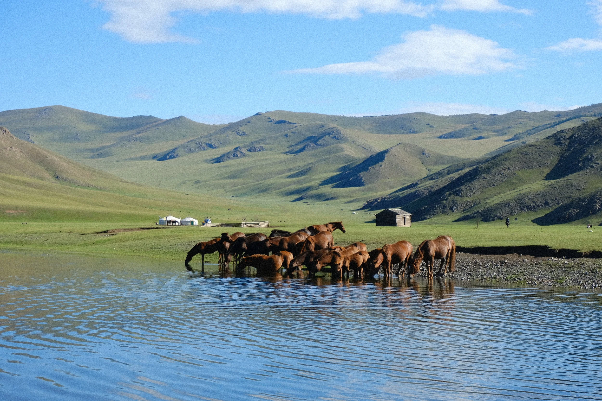 Horses drinking near Ger in Mongolia