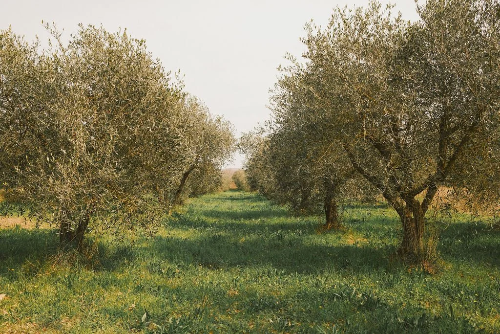 Olive groves in Tuscany