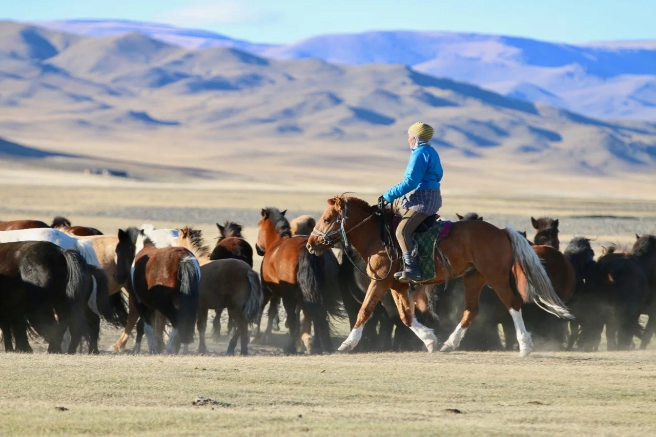 Wild horses Mongolia