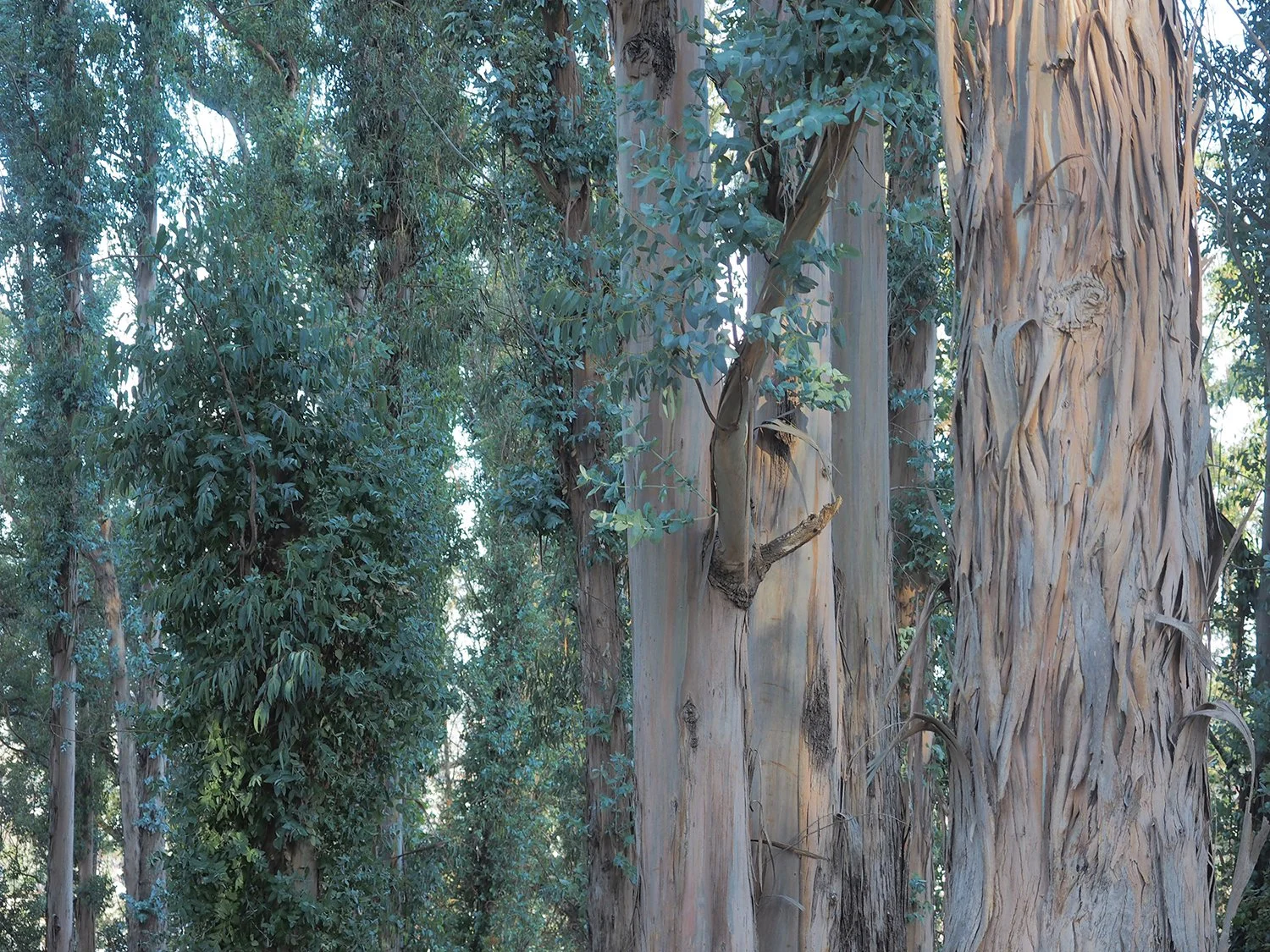 The Nearly Unkillable Eucalyptus Meets Its Match