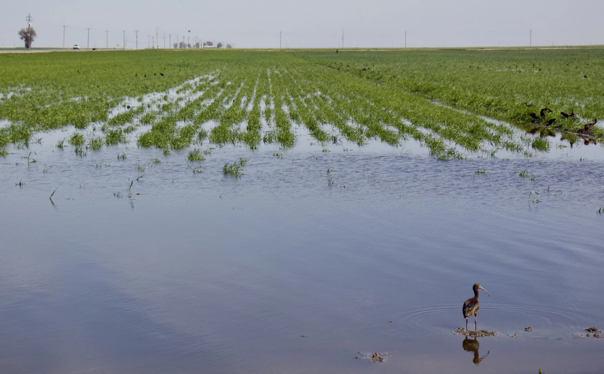 Recharge Alone Won’t End California’s Groundwater Drought