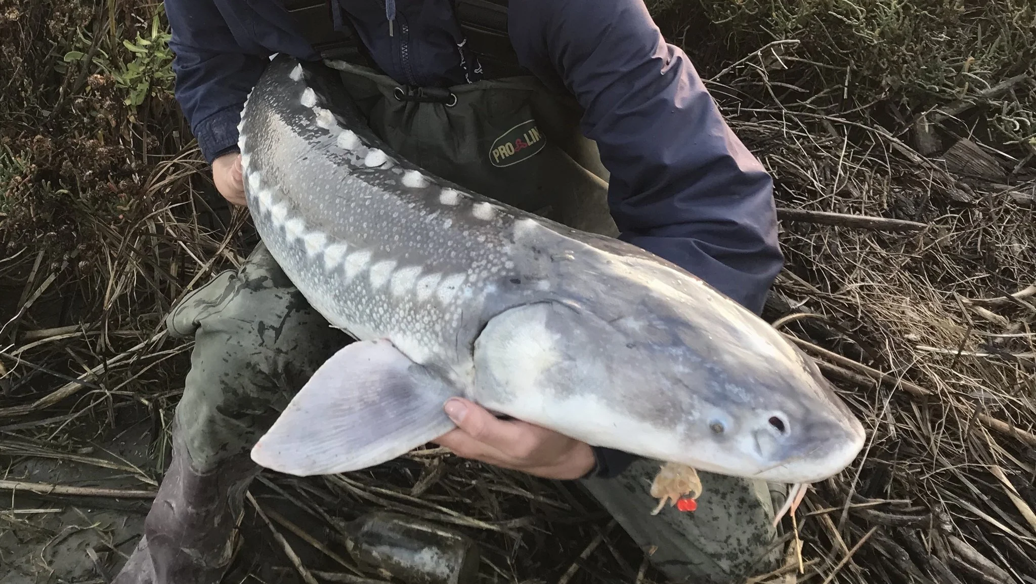 California May List Ancient, Iconic White Sturgeon as Threatened