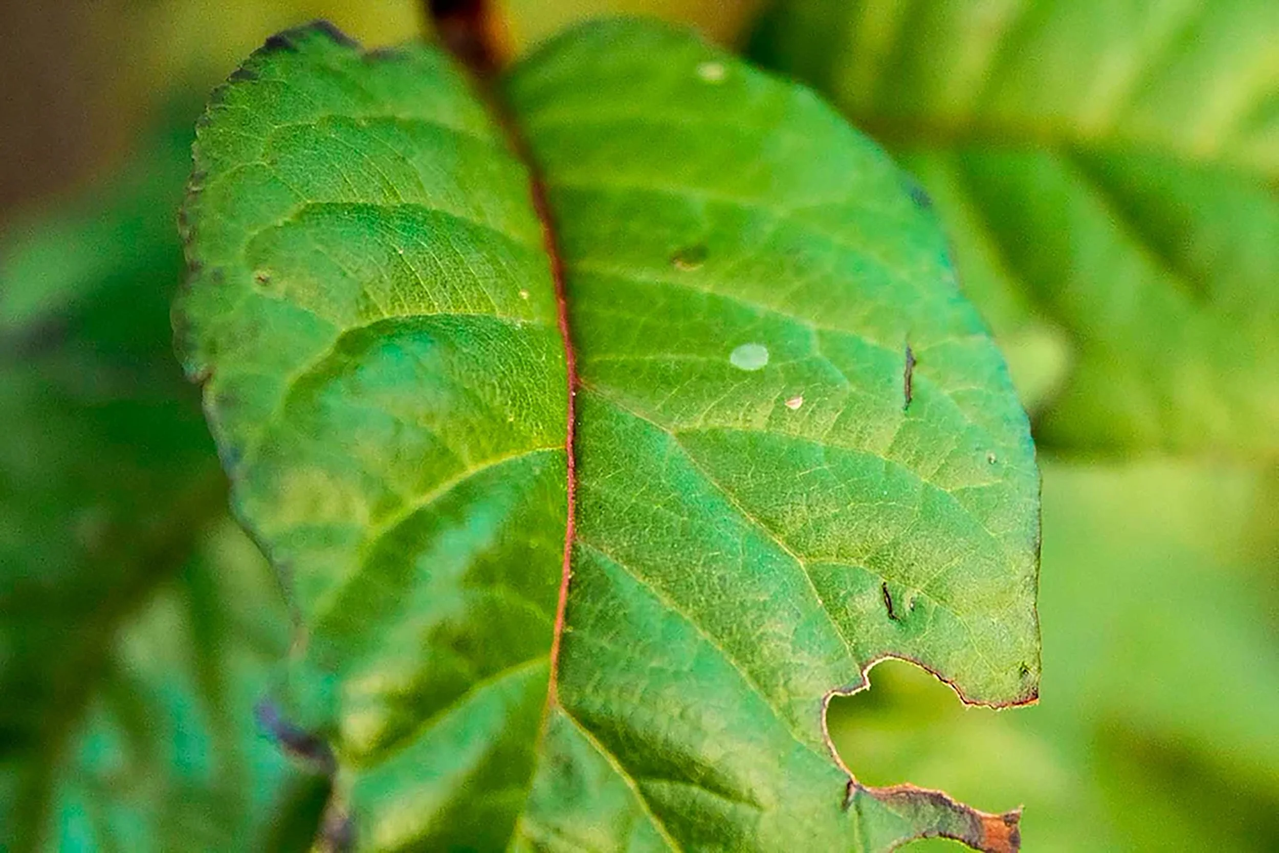 Leaves That Are Green