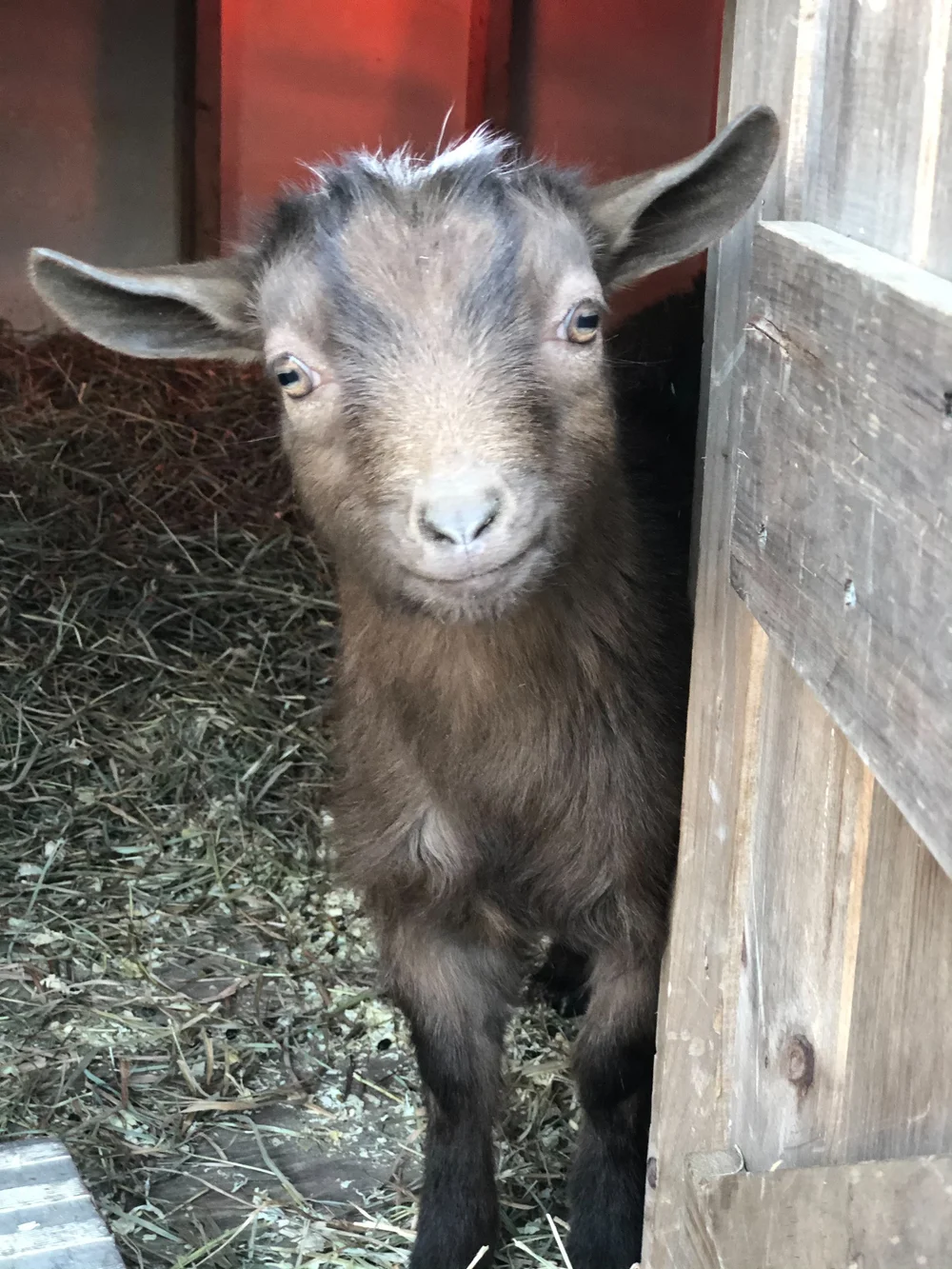 Goats In NJ Molasses Hill Farm