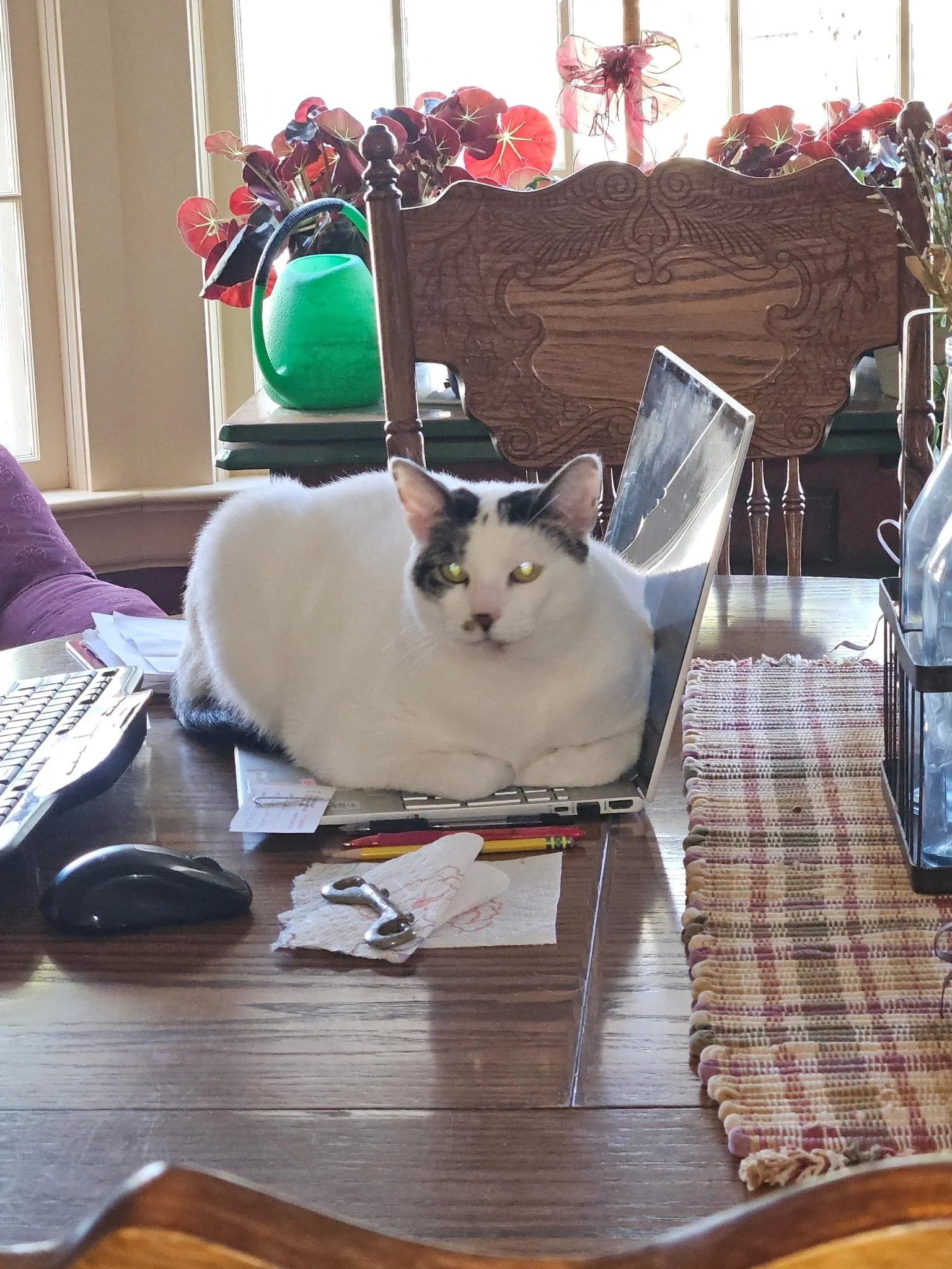 Dottie, 2026, A comuter nut!
