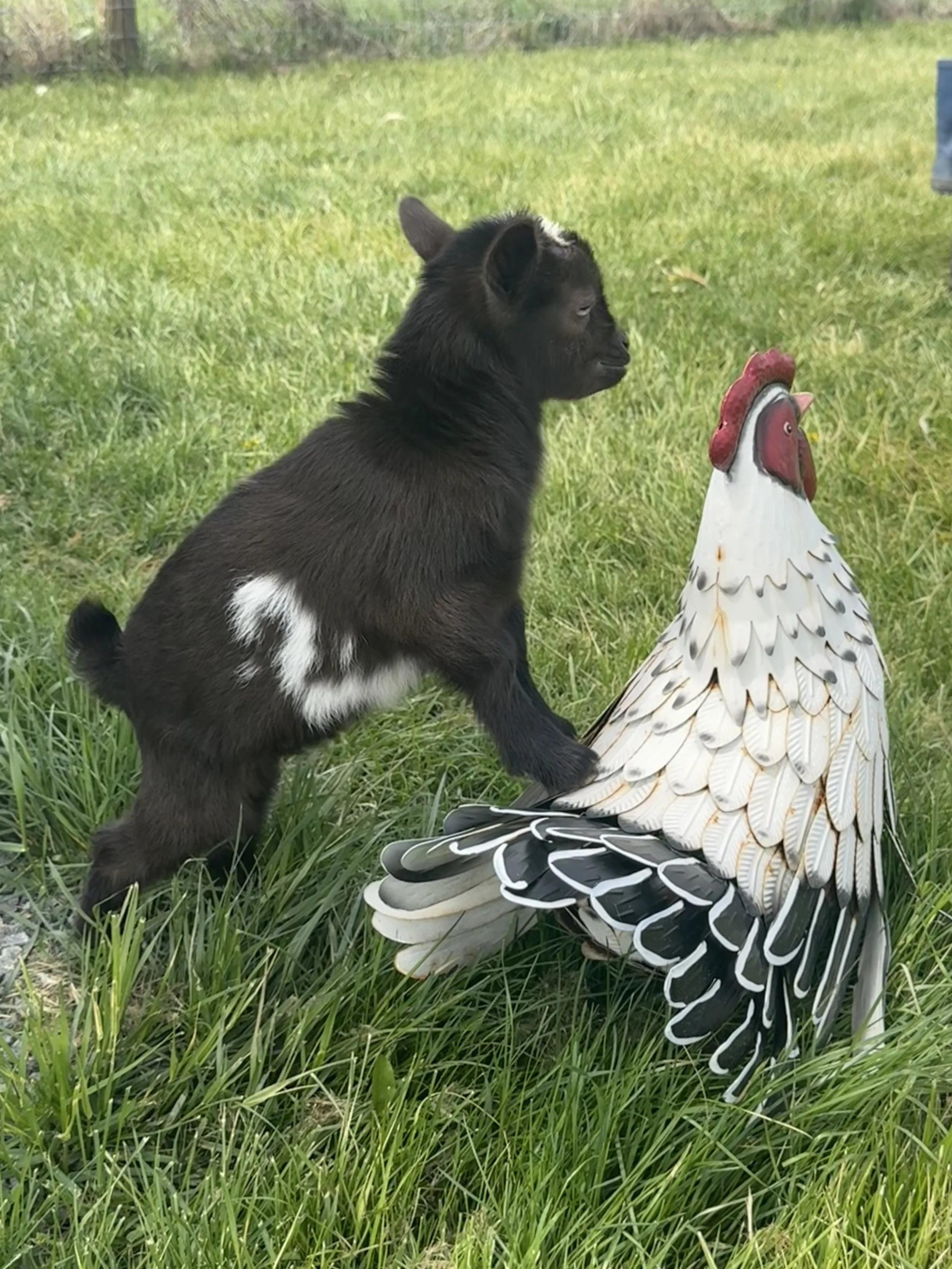"I think I found a great friend!  He seems to like when I rub his back."