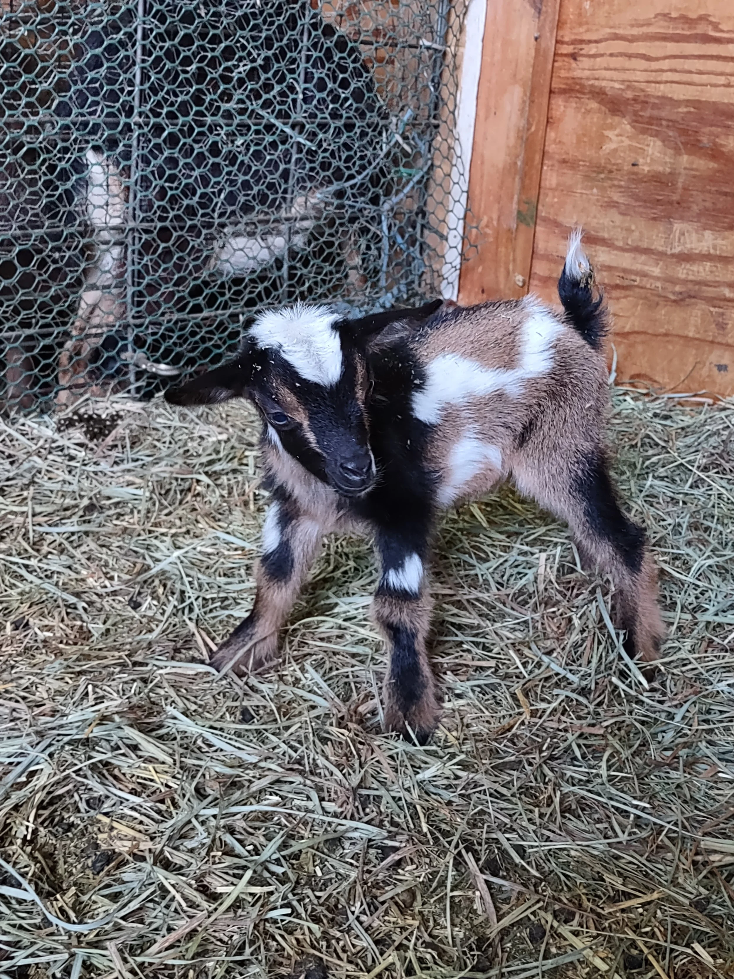 Goats In NJ Molasses Hill Farm