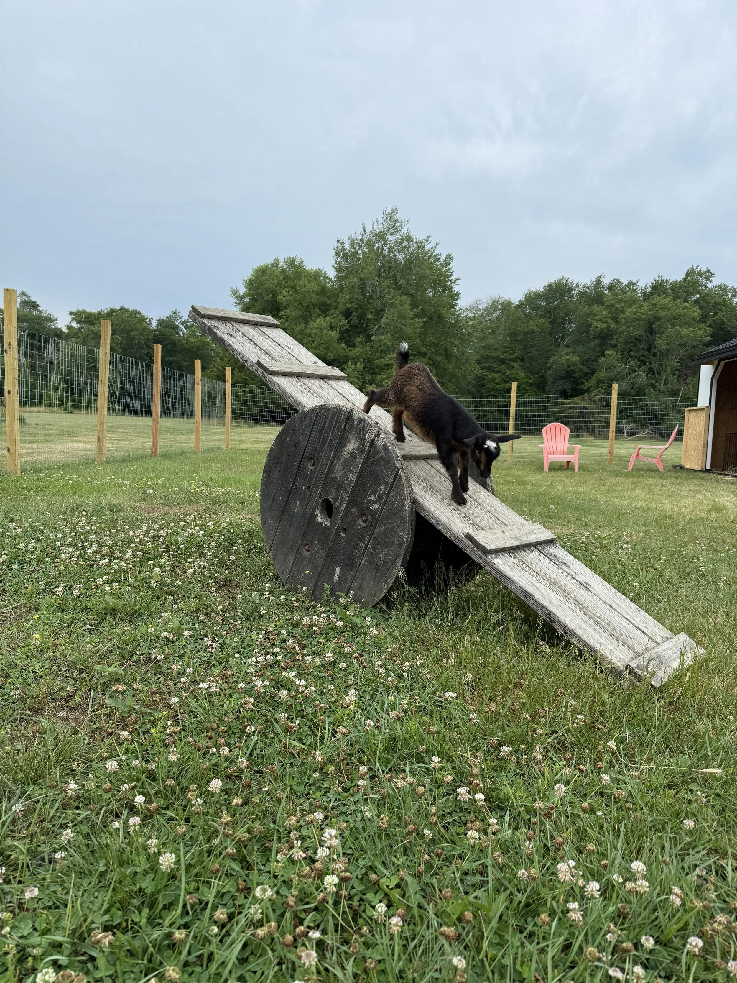 Nova prepares to be a circus goat!