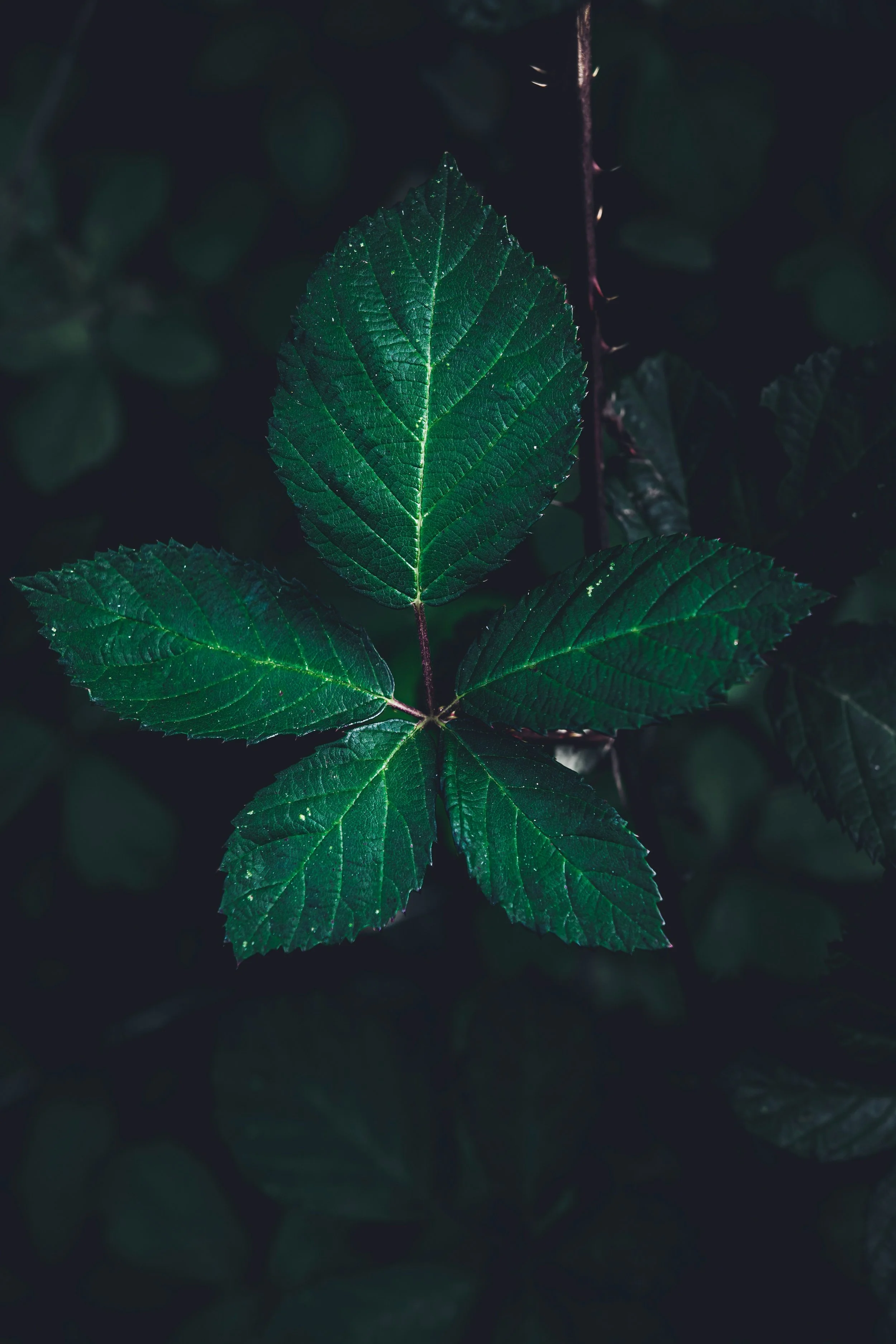 Reiki energy healing session for women to release emotional tension and reconnect with the body