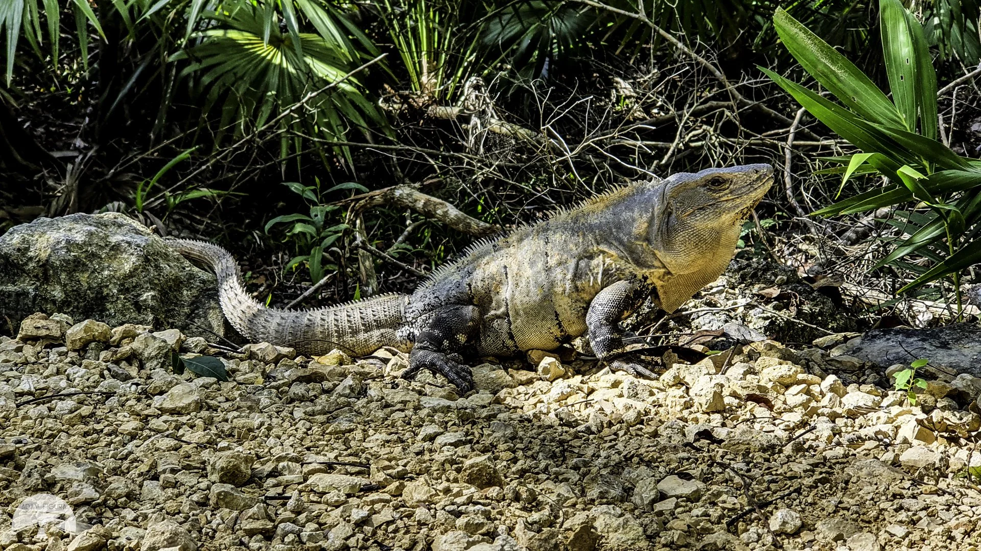 Mahahual