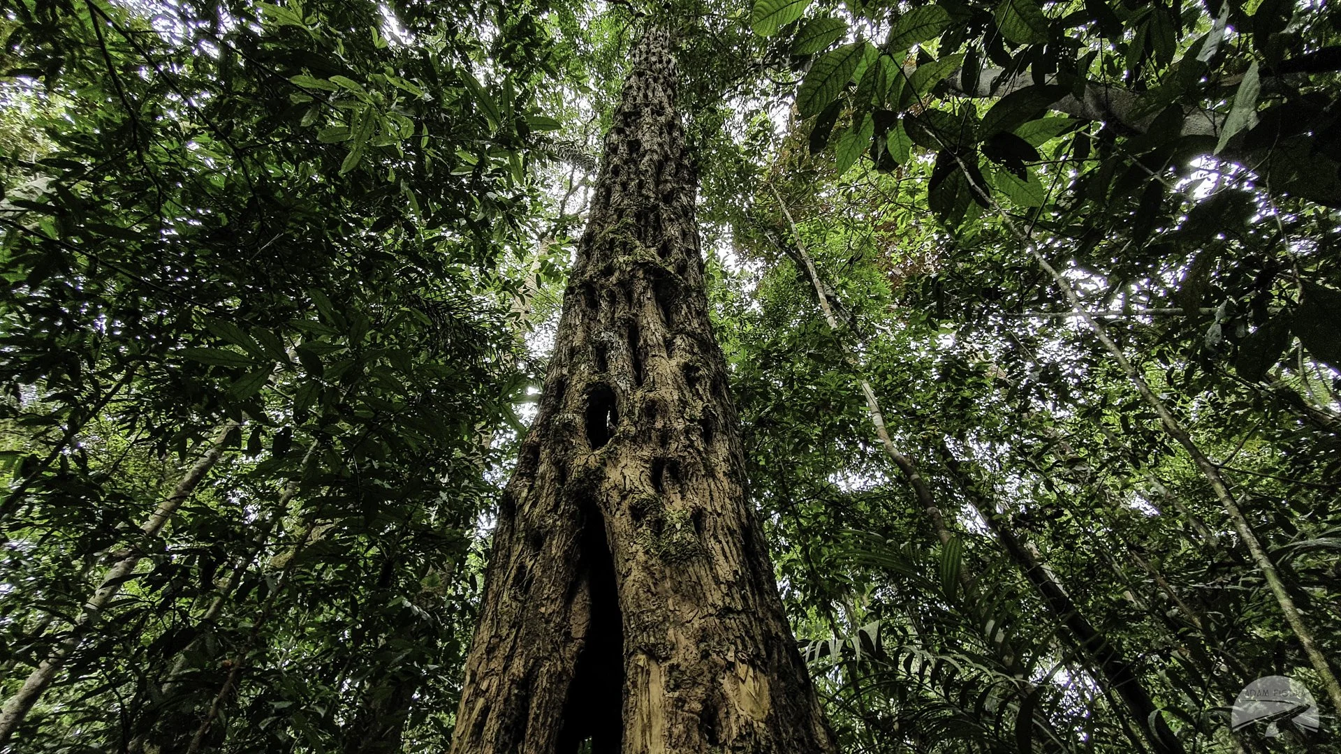 Amazon Rainforest