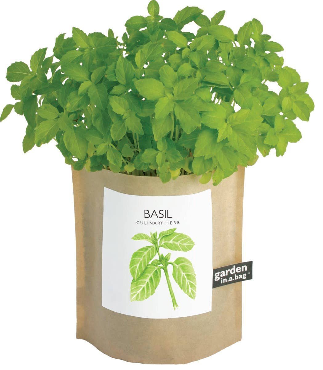 basil.jpeg