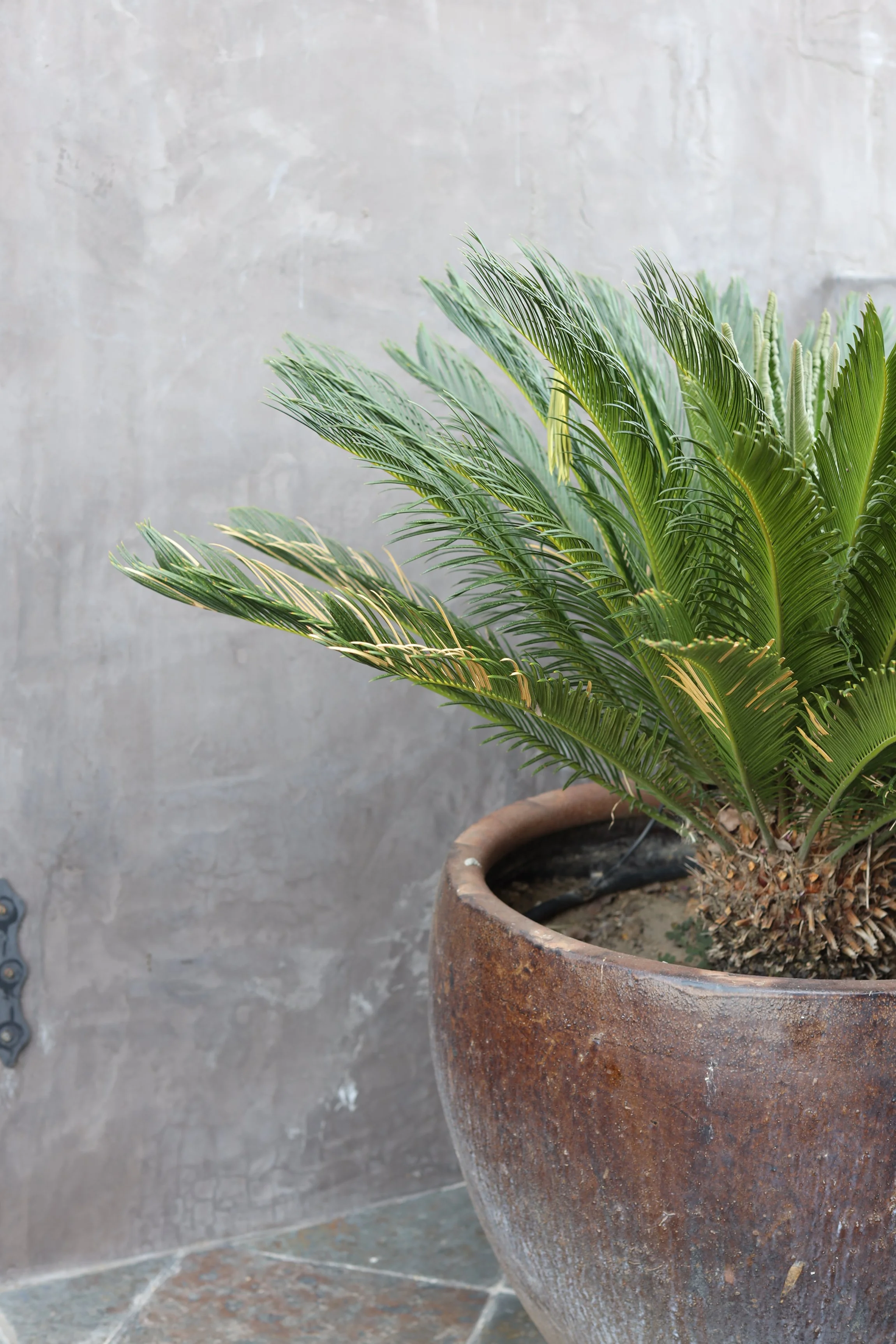 EPISODE 35: Midlife Metamorphosis: Becoming a Coach in Midlife