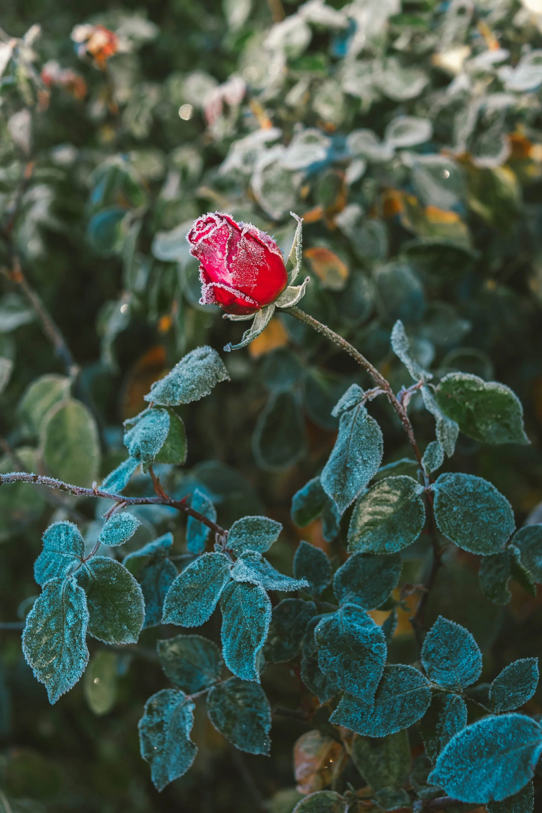 EPISODE 37: How to Rediscover Yourself and Start Coaching in Midlife