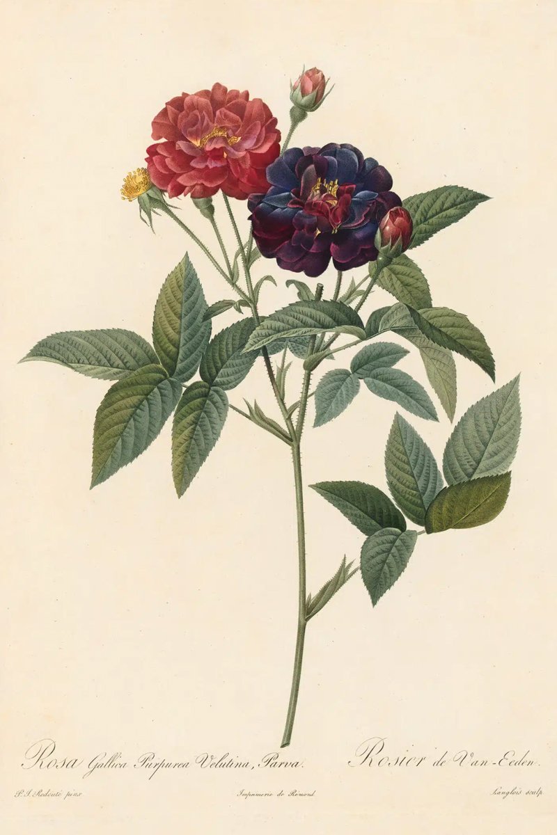 Redouté Les Roses Pl. 63 Variety of French Rose Tuscany.jpg