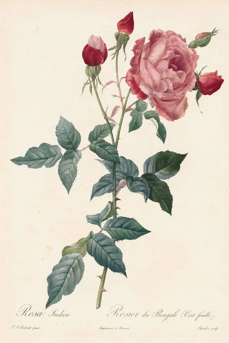 Redouté Les Roses Pl. 72 China Rose.jpg
