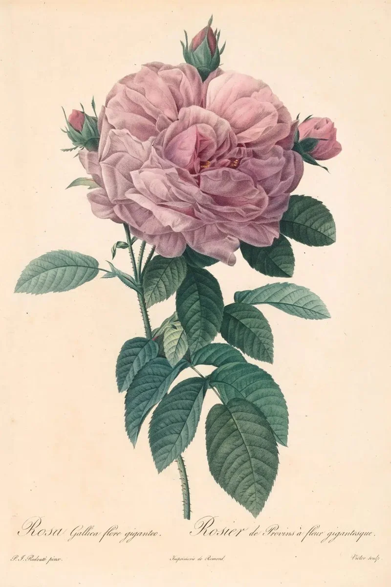 Redouté Les Roses Pl. 140 Large-flowered variety of French Rose.jpg