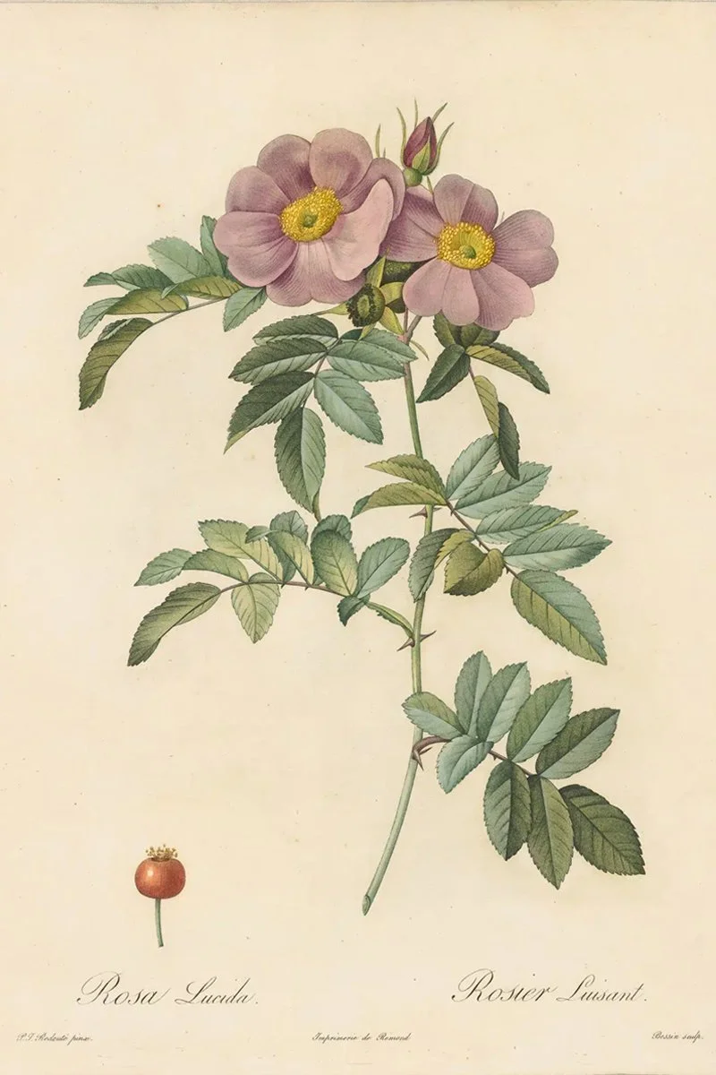 Redouté Roses Pl. 11 Virginia Rose.jpg