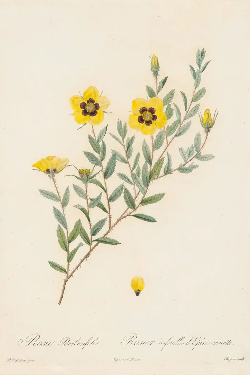 Redouté Roses Pl. 2 Barberry Rose.jpg
