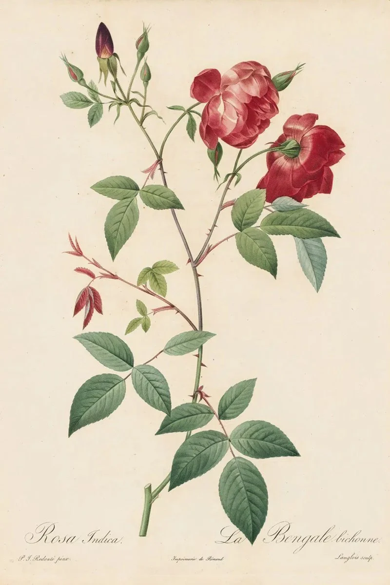 Redouté Roses Pl. 73 Double variety of China Rose.jpg