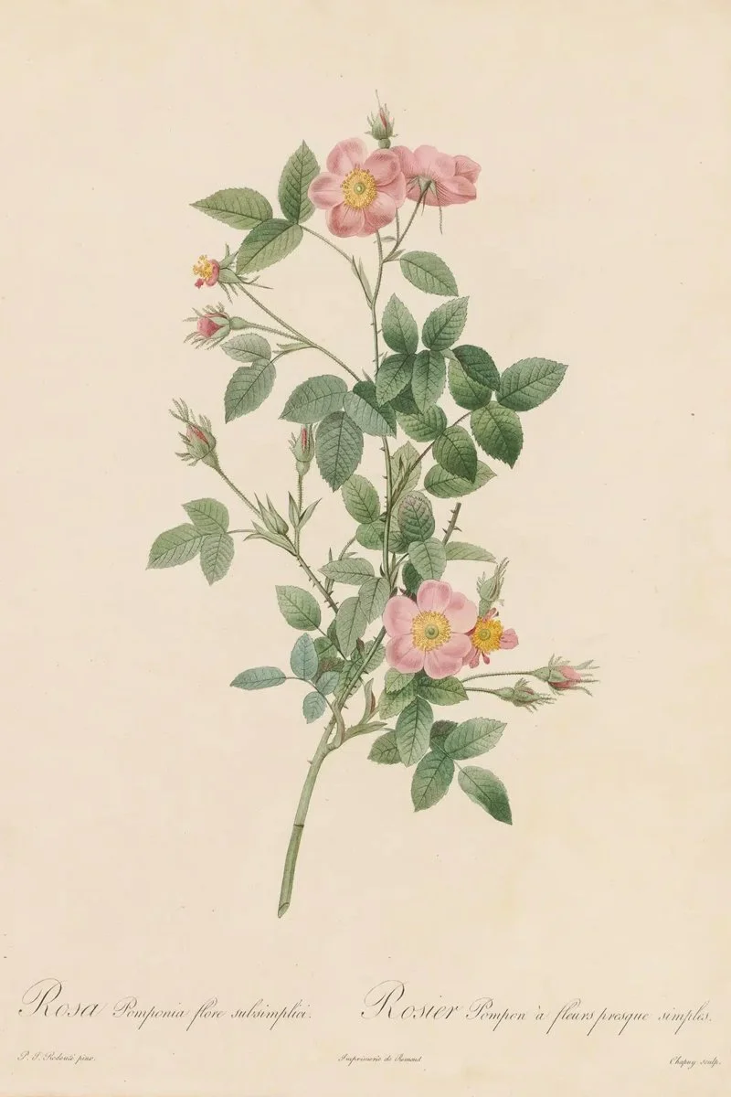 Redouté Roses Pl. 83 Variety of Cabbage Rose.jpg